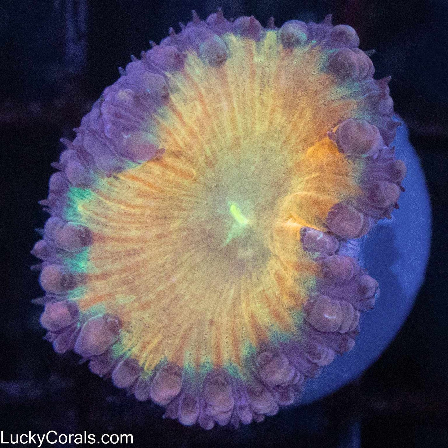 Midori Sunrise Blasto (Nice!)