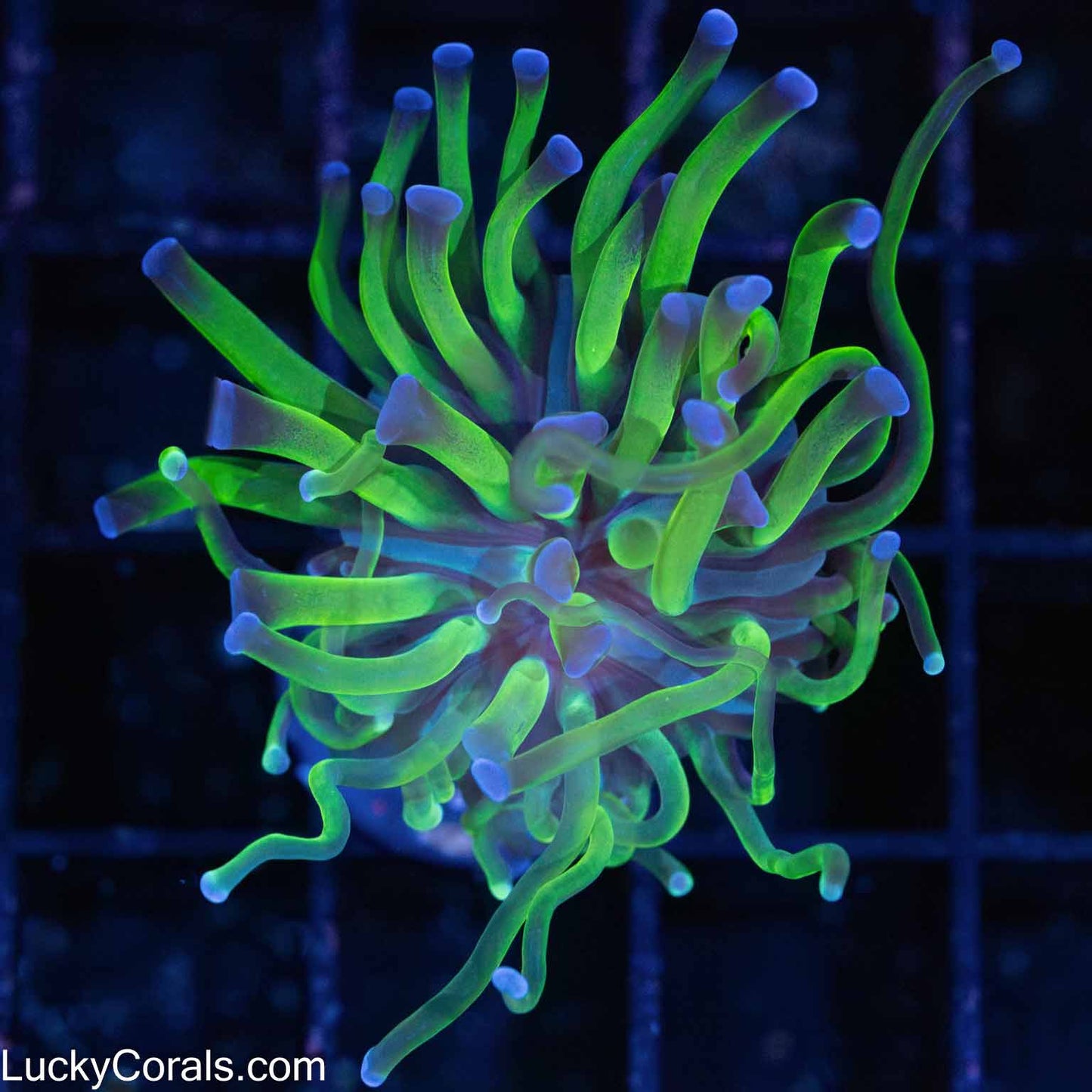 Long Tentacle Bicolor Branching Hammer