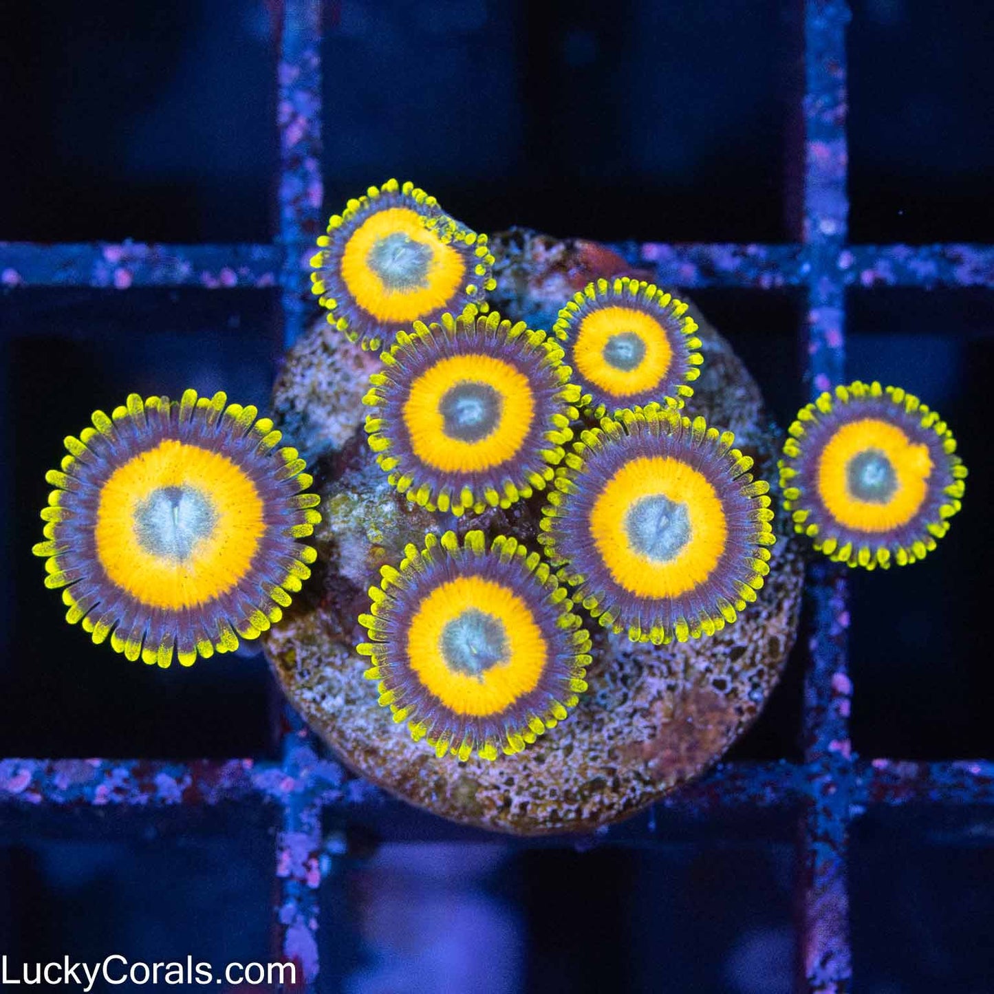 Scrambled Egg Zoas (7 Polyps)