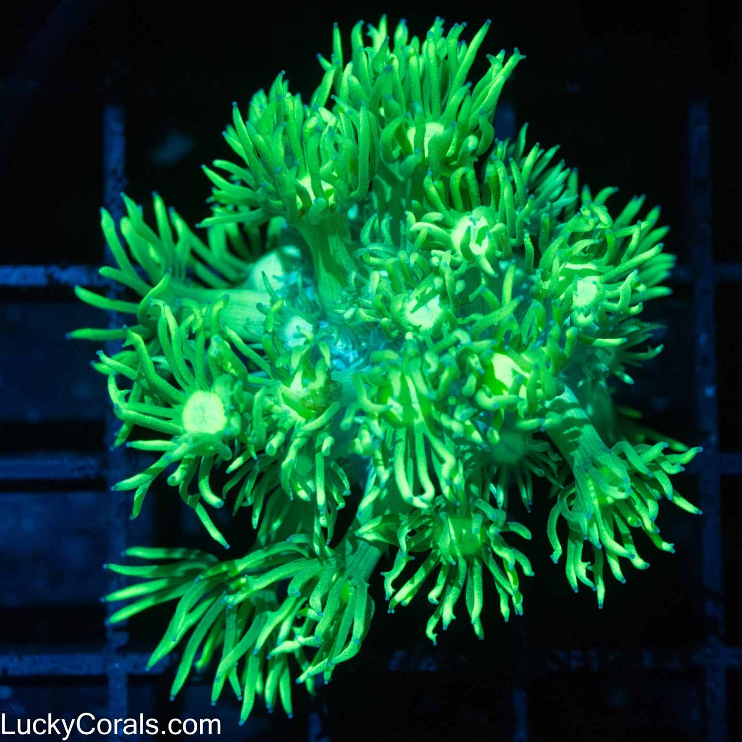 Highlighter Goni Coral (Bright!)