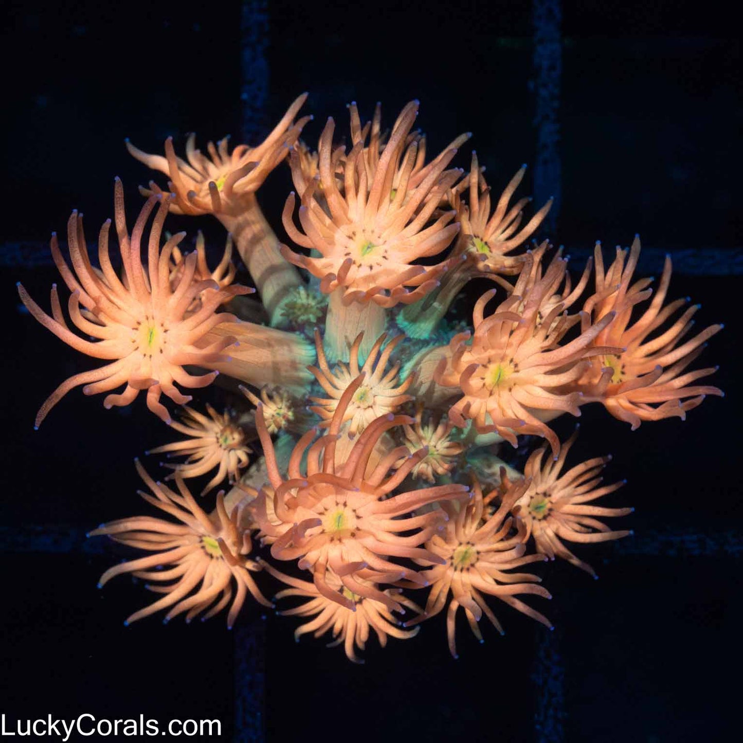 Mango Fusion Goni Coral