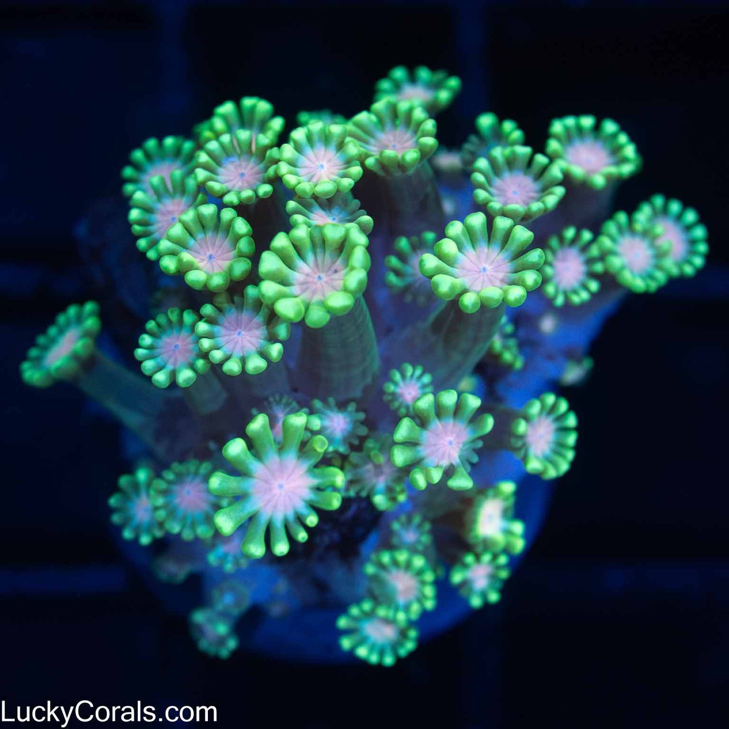 Tricolor Alveopora Coral