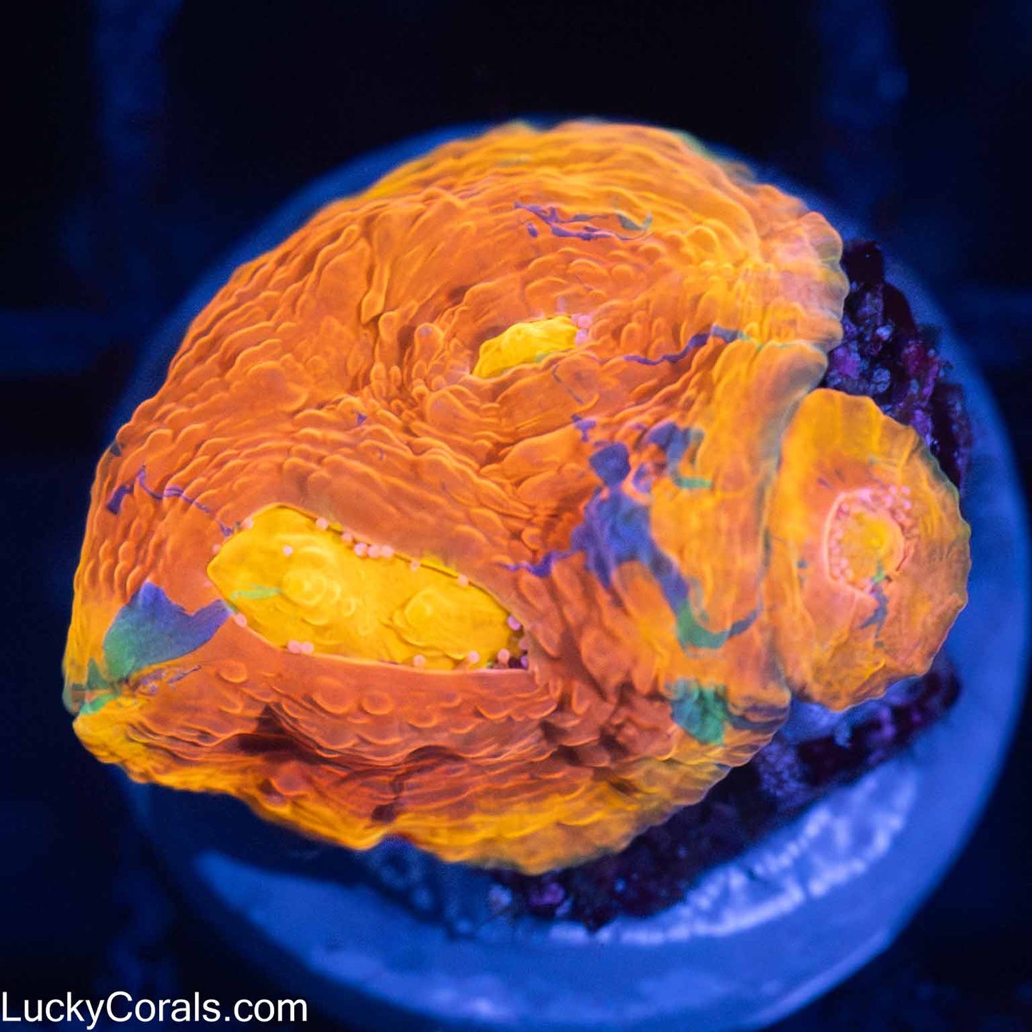 Rainbow Chalice Coral
