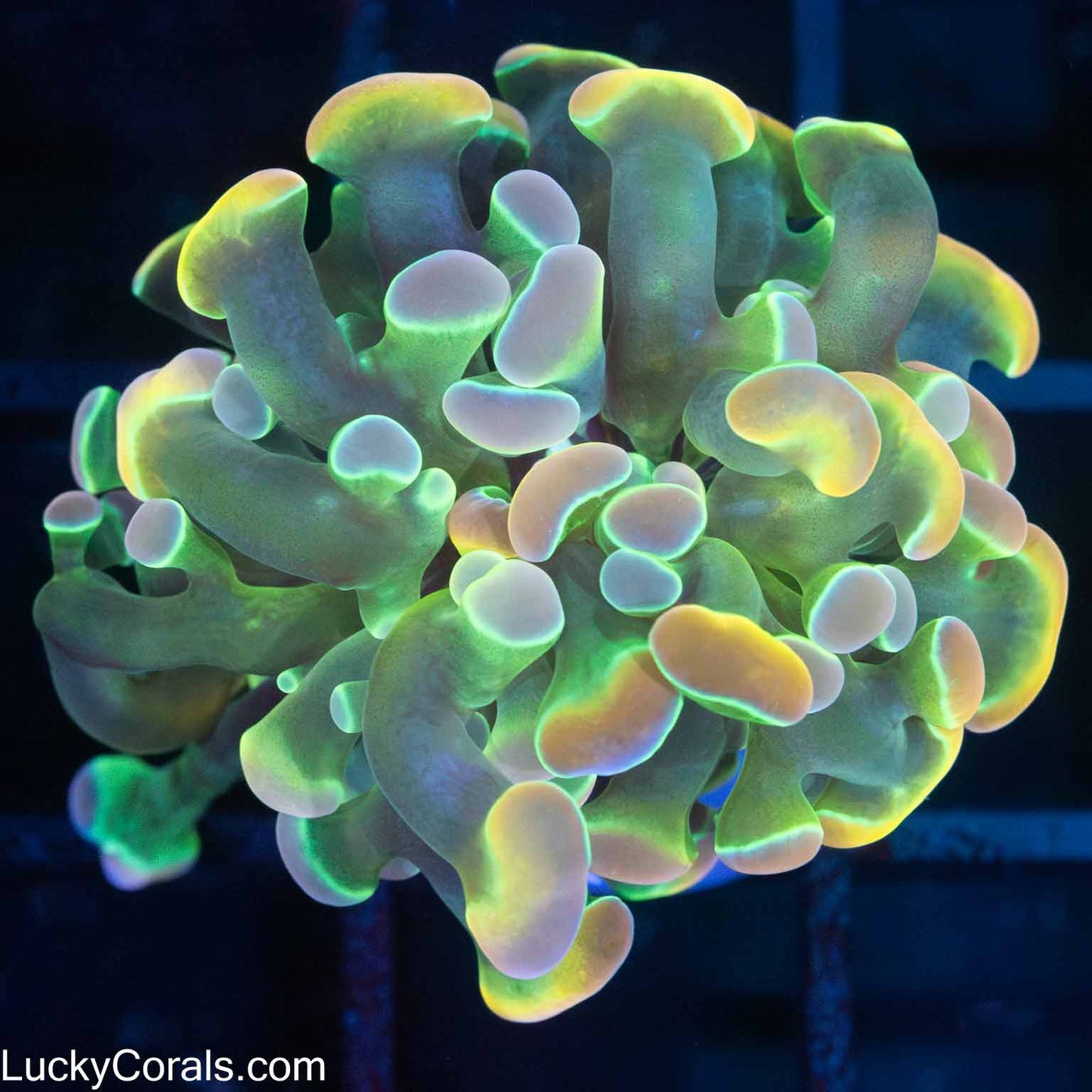 LCK Rainbow Hologram Hammer Coral (Tank Grown)