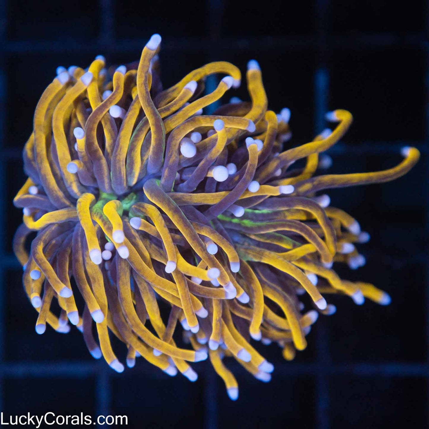 Purple Tip Knicks Torch Coral