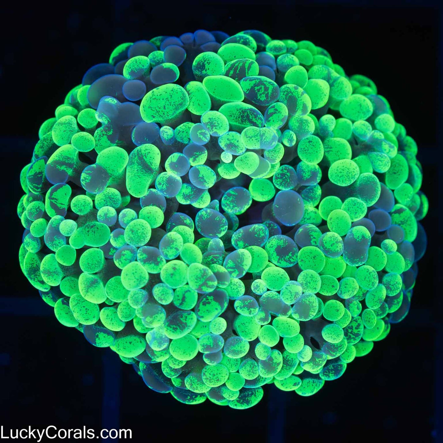 Neon Splatter Branching Hammer Coral 1.5"