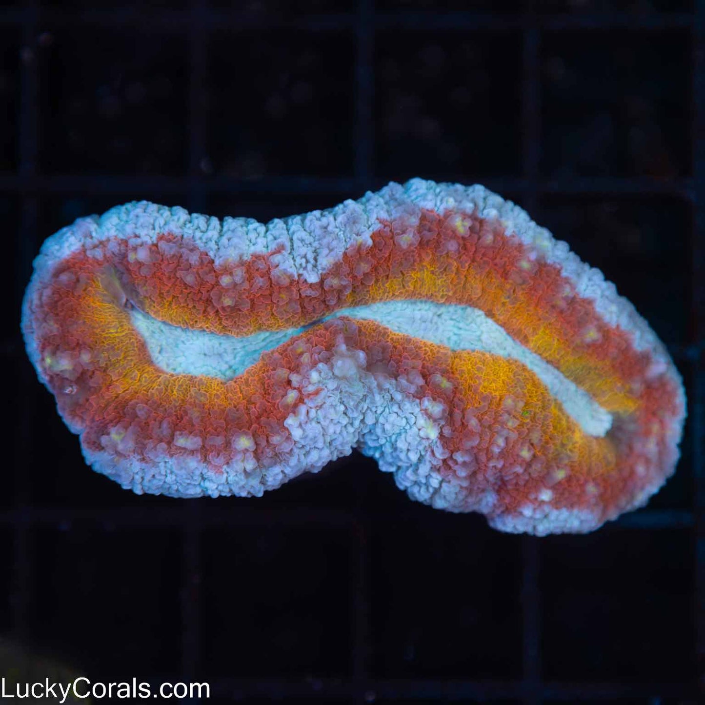 Frozen Volcano Lobo 2.5"