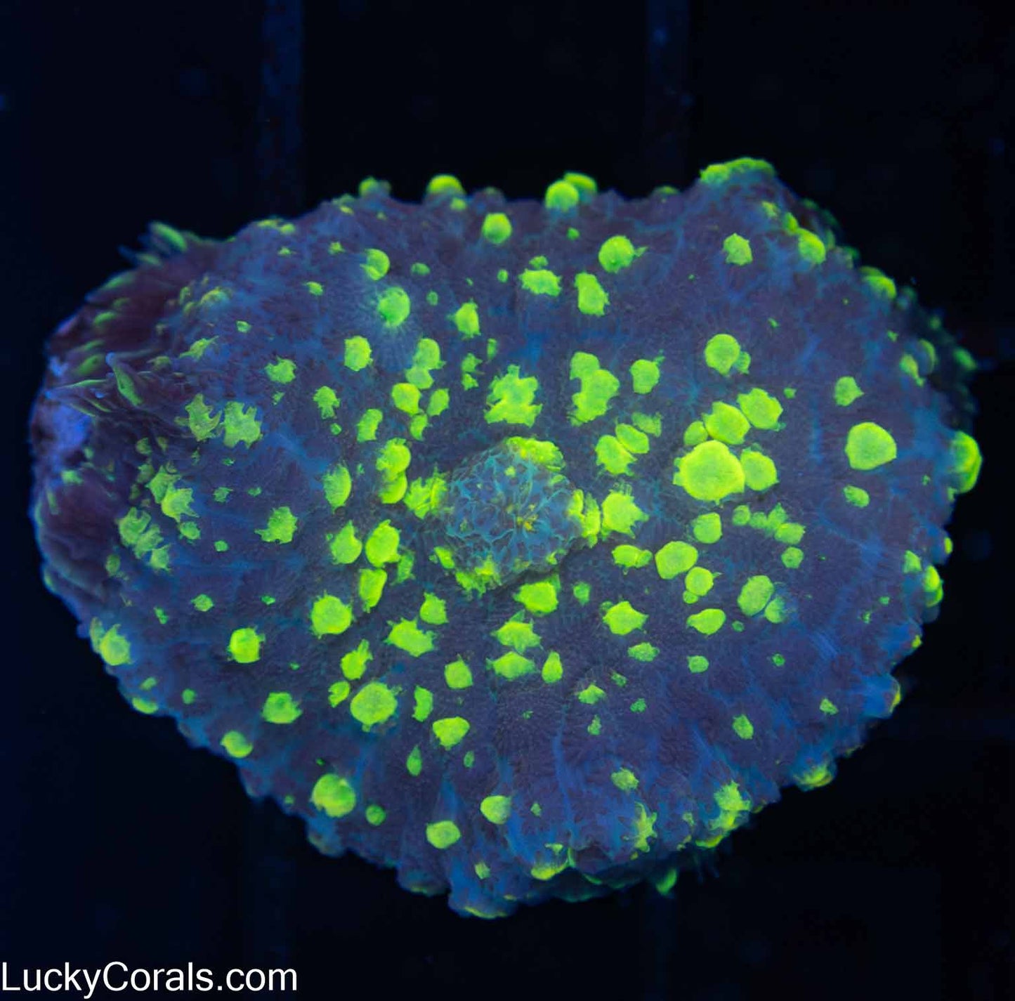 Lemon Lime Bubble Bounce Mushroom 1.5"