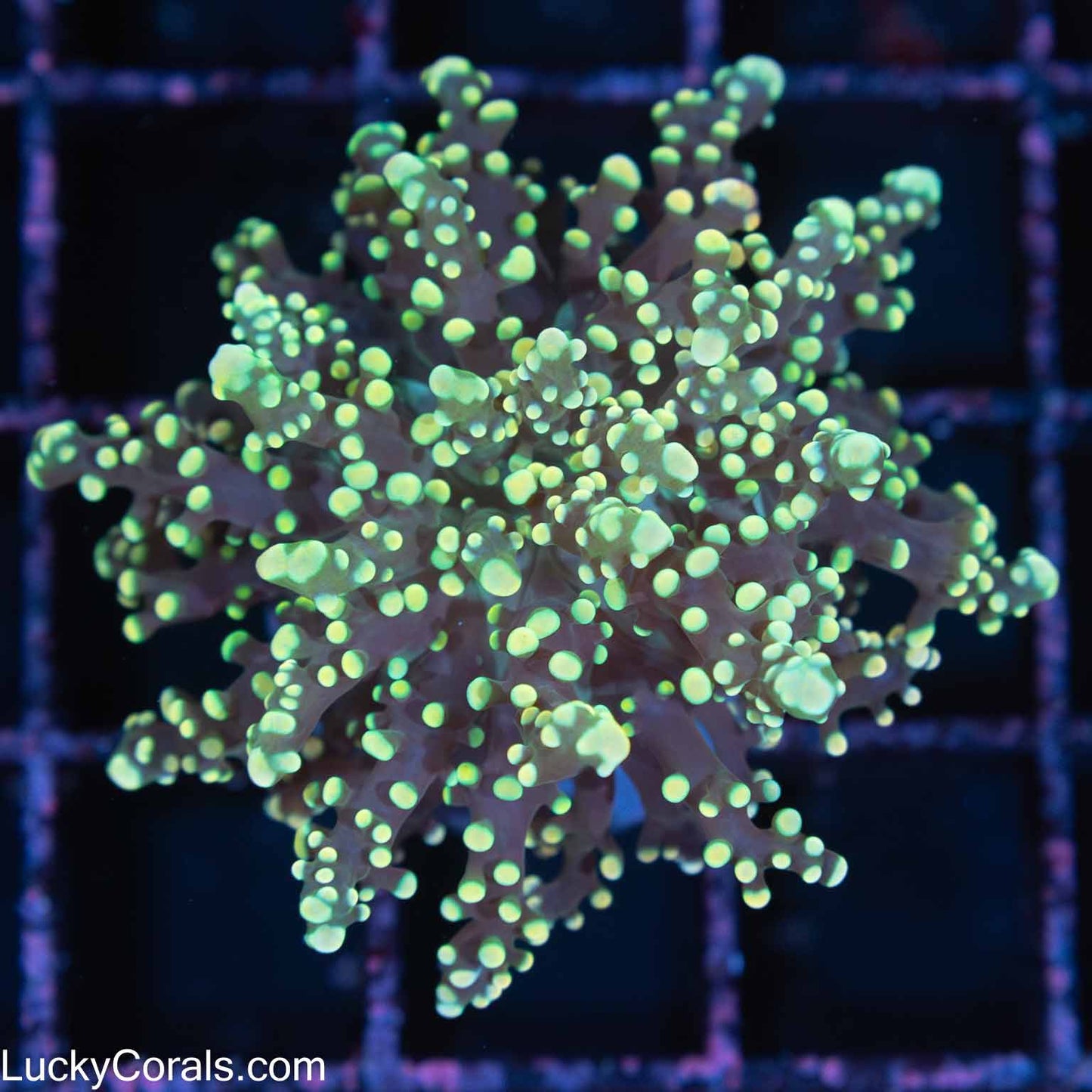 Gold Octospawn Coral (Branching)