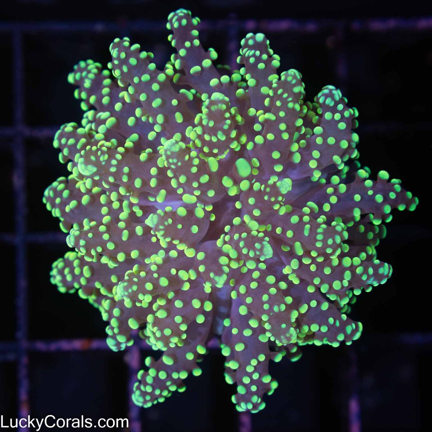 Highlighter Branching Octospawn Coral