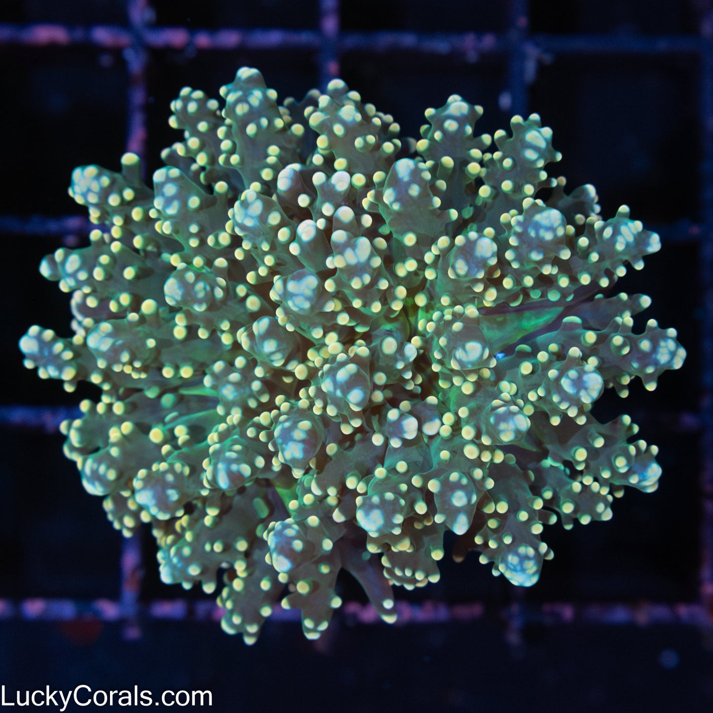 Gold and Green Branching Octospawn Coral