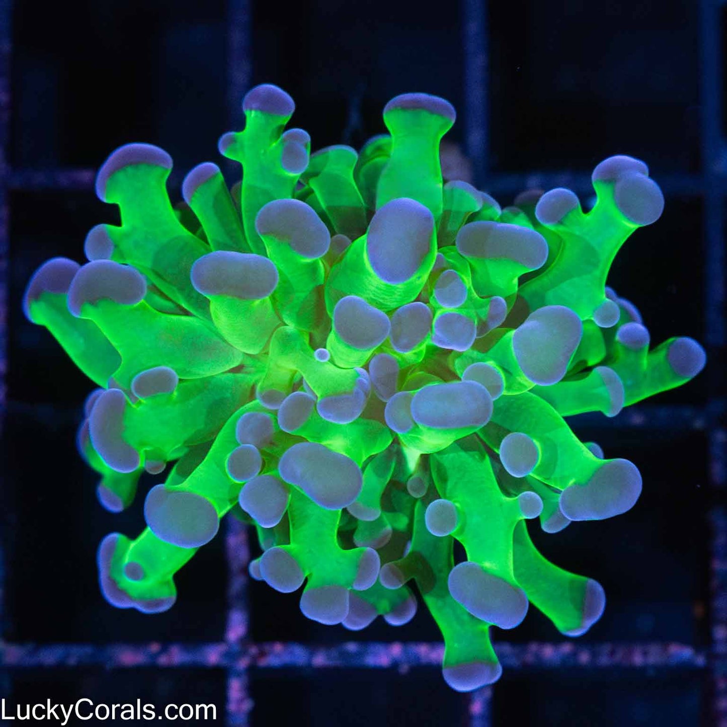 Bicolor Branching Frogspawn Coral (Tank Grown)