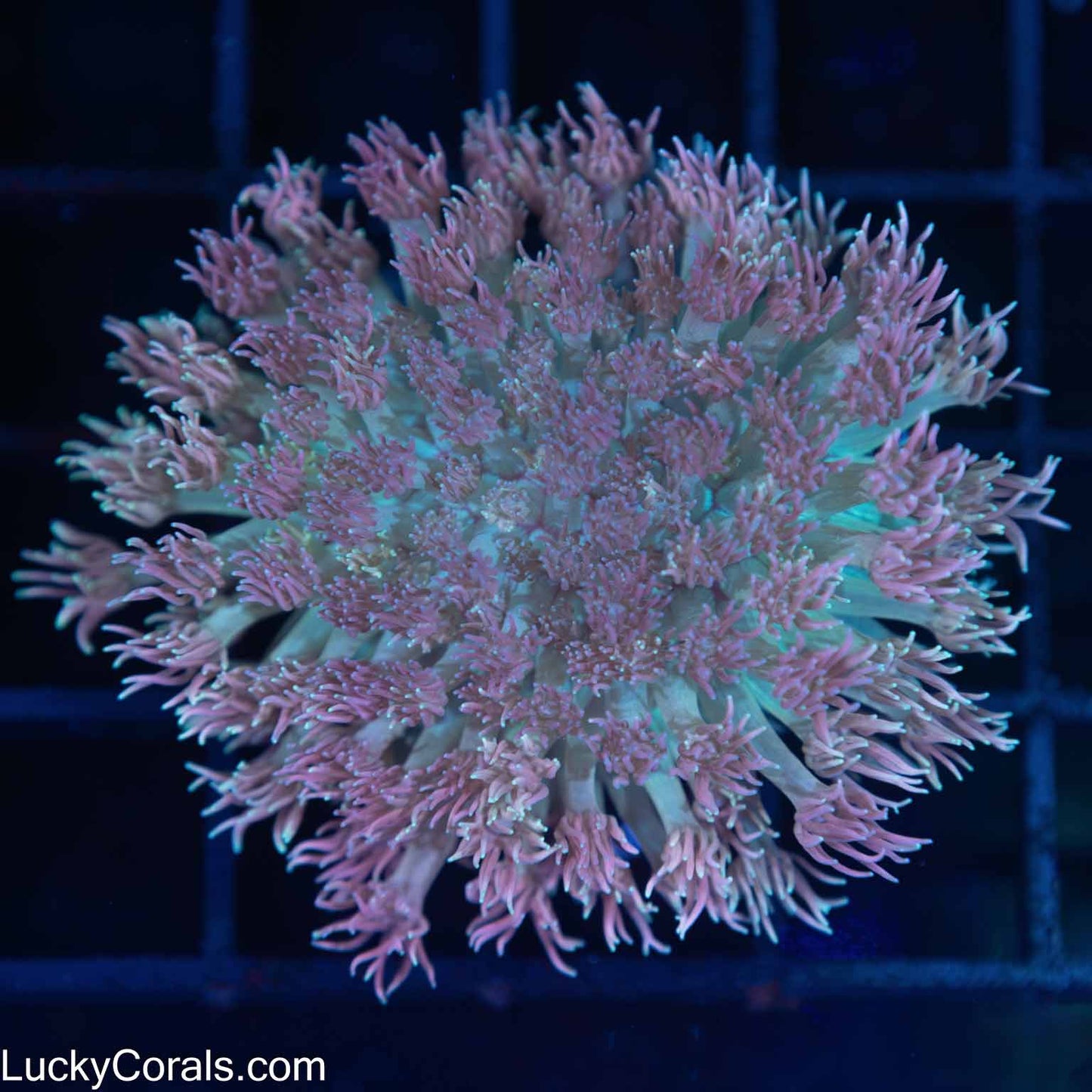 Bicolor Goni Coral Colony (Goniopora) 2.5"