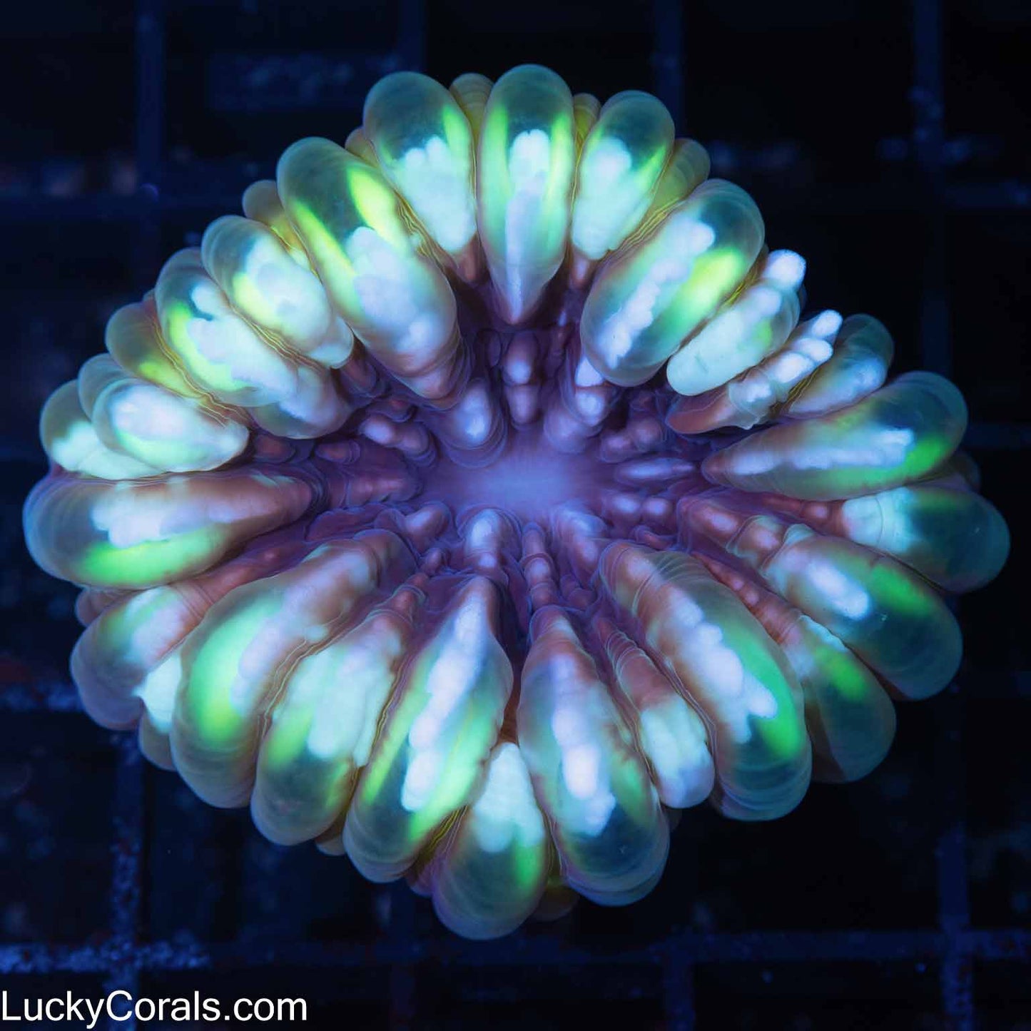 Purple and Green Cynarina Coral 2.25"