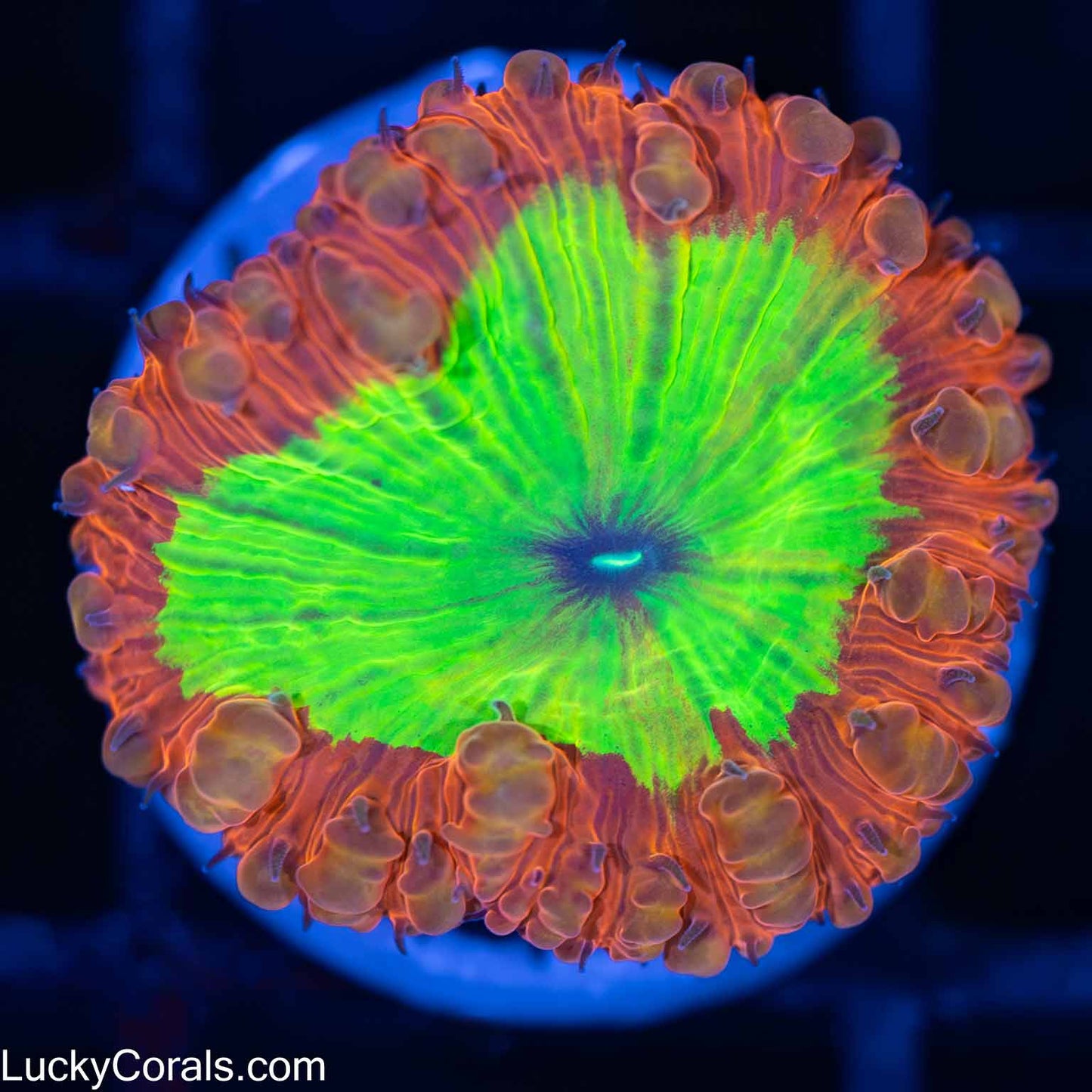 Jolly Rancher Blasto Coral