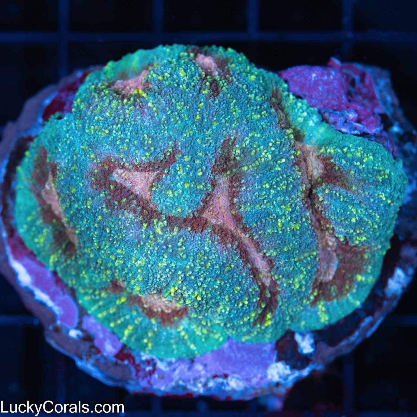 4 Color Lobo/Symphillia 2.5"