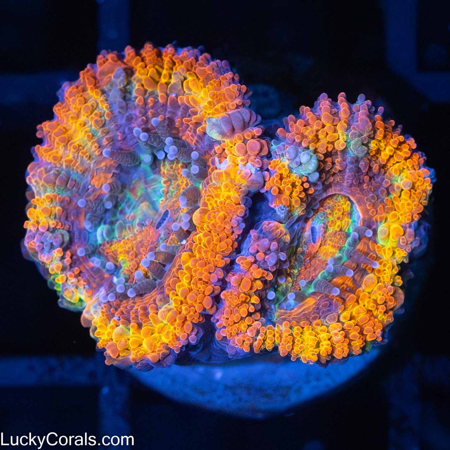 Rainbow Acan Coral 2 Polyps