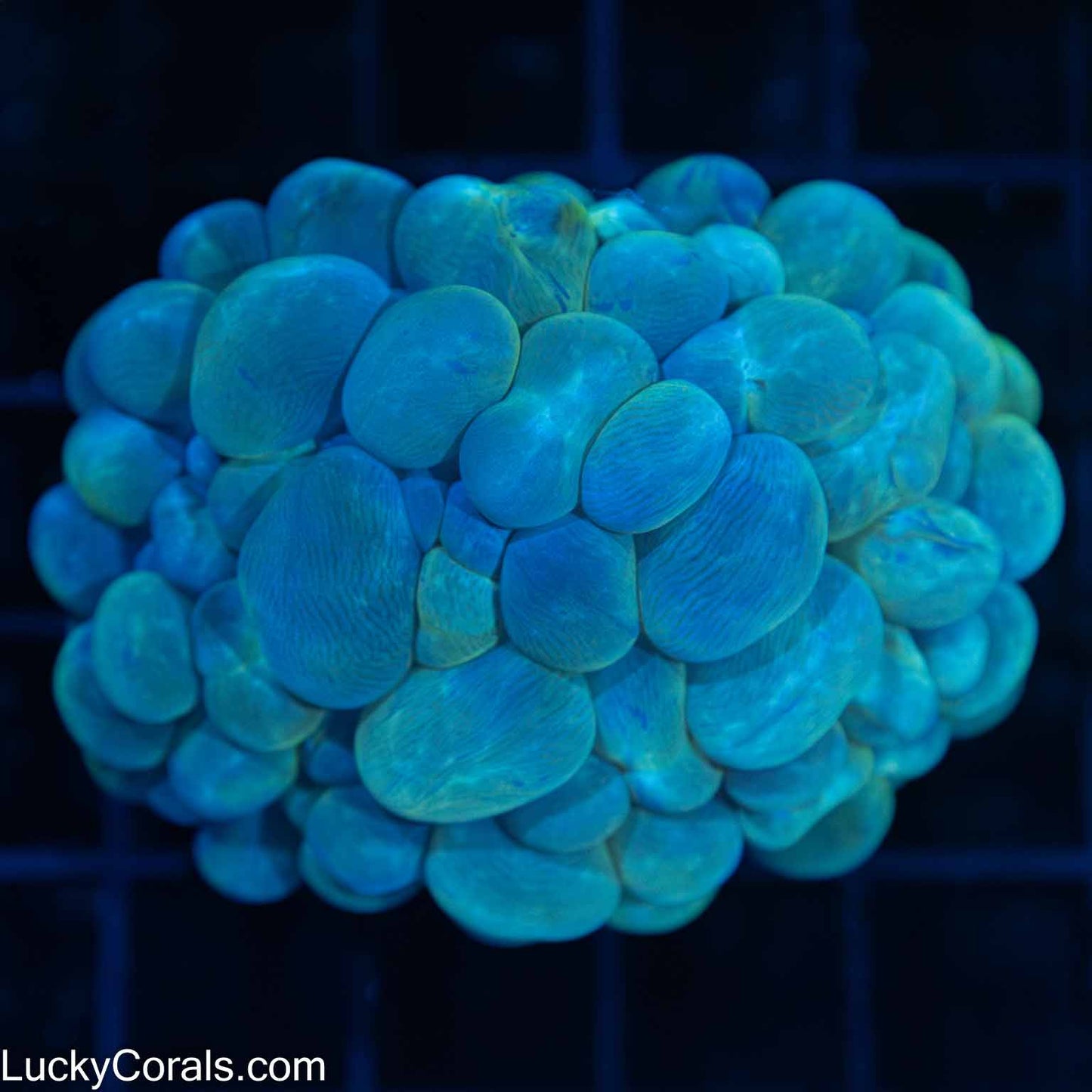 Teal Bubble Coral 2.75"