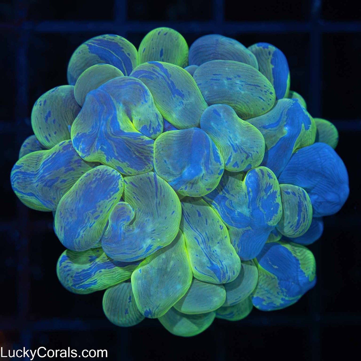 Highlighter Splatter Bubble Coral 3.25"