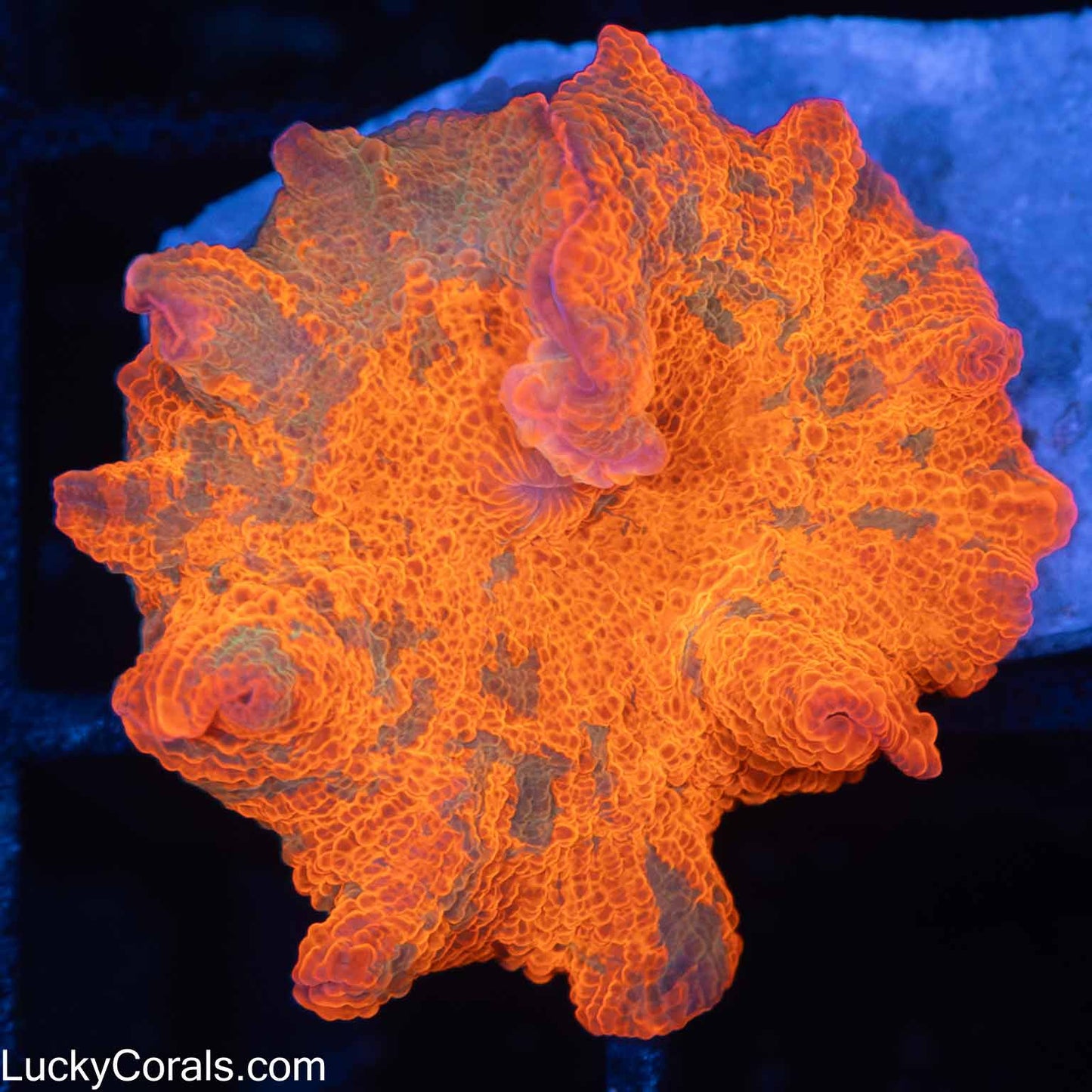 Candy Crush Mushroom Coral (larger than a quarter)
