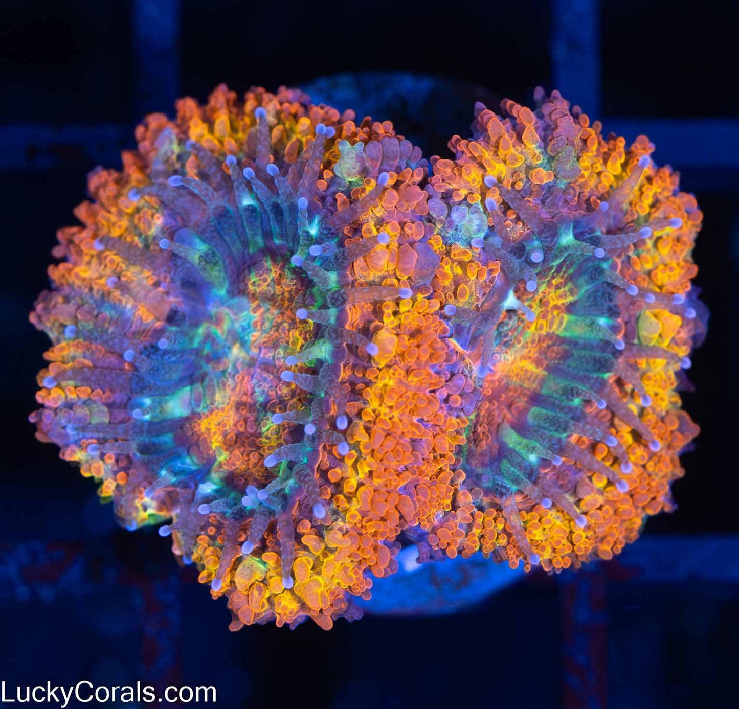 Rainbow Acan Coral (2 polyps)