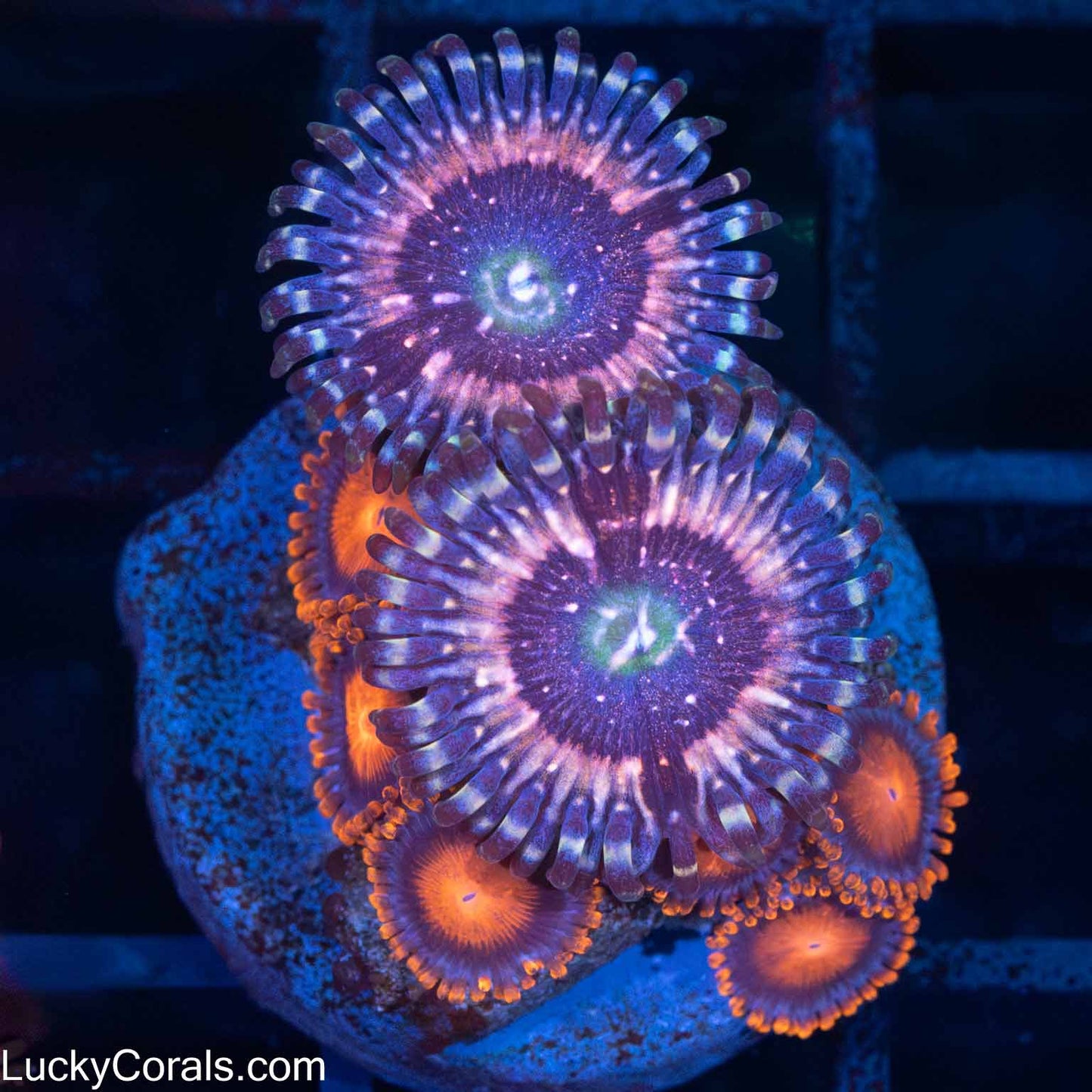 Pink Zipper Zoa / Bam Bam Zoa Combo