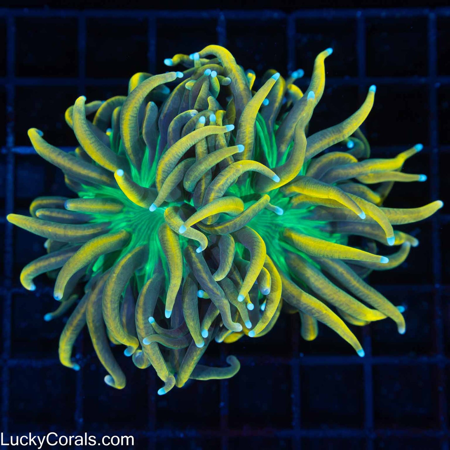 24K Torch Coral Green Mouth Sky Blue Tips (Nice!) 4.5"