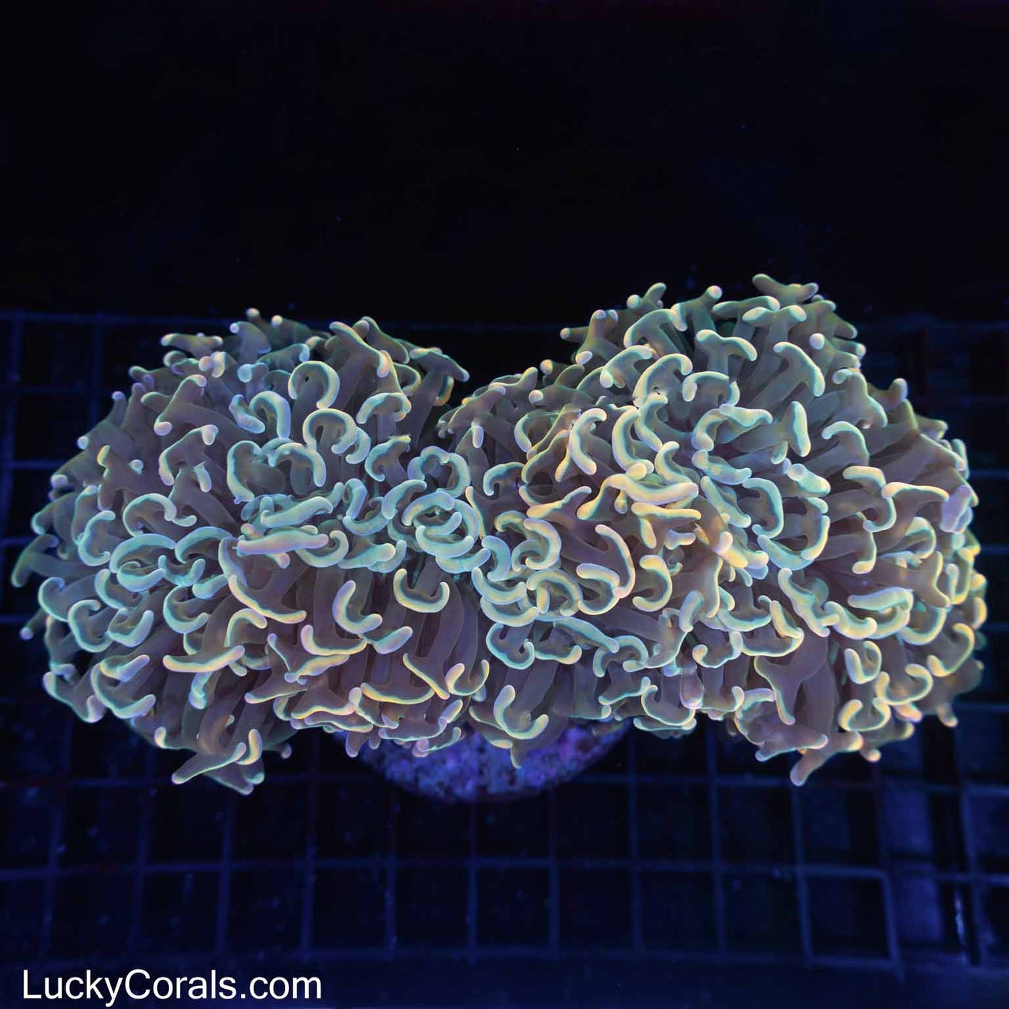 XXL Rainbow Hammer Coral 7"