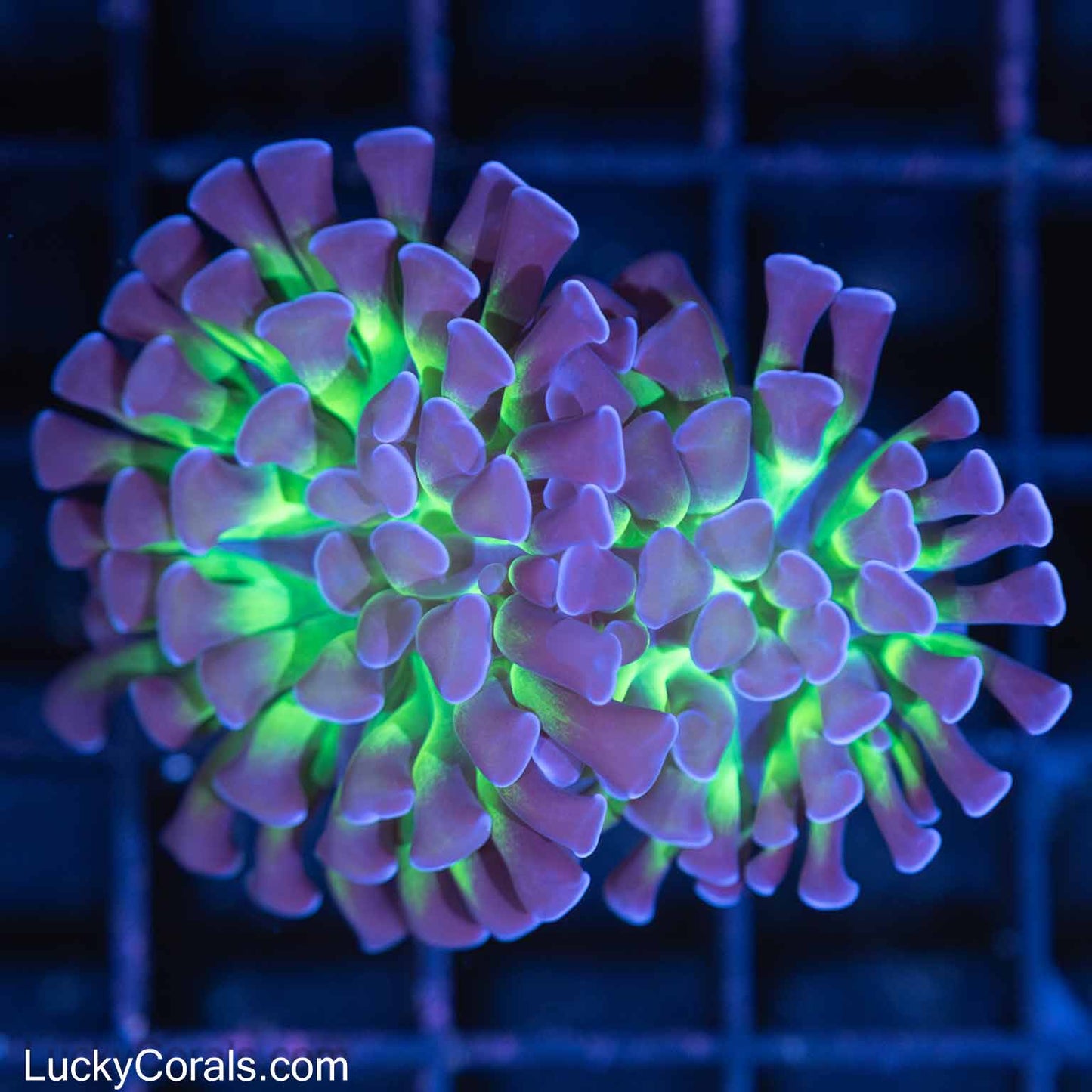 2 Heads Inner Glow Branching Hammer Coral