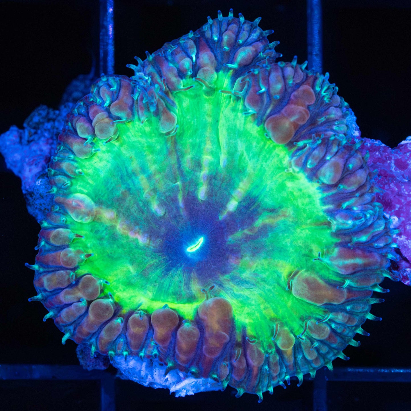 3 Color Blasto Vivida (Rare)