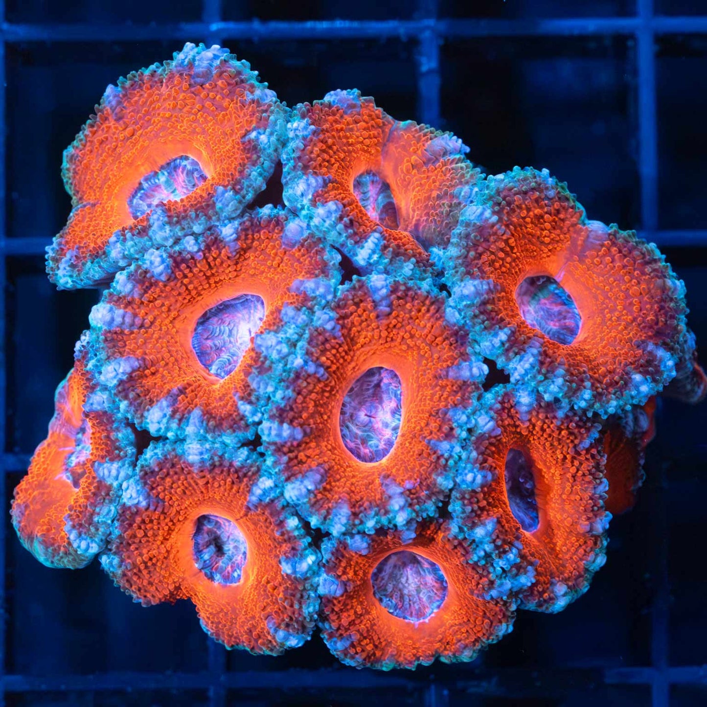Red Pink Blue Acan Mini Colony