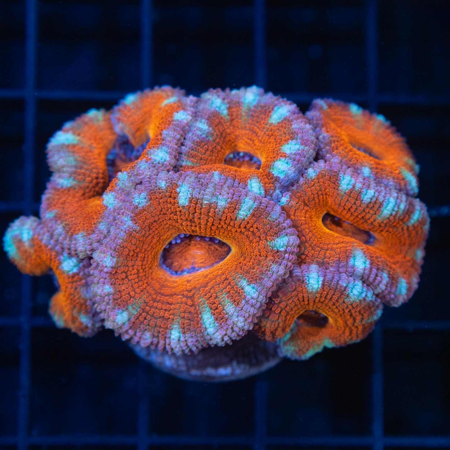 Orange Pink Blue Acan XL Frag