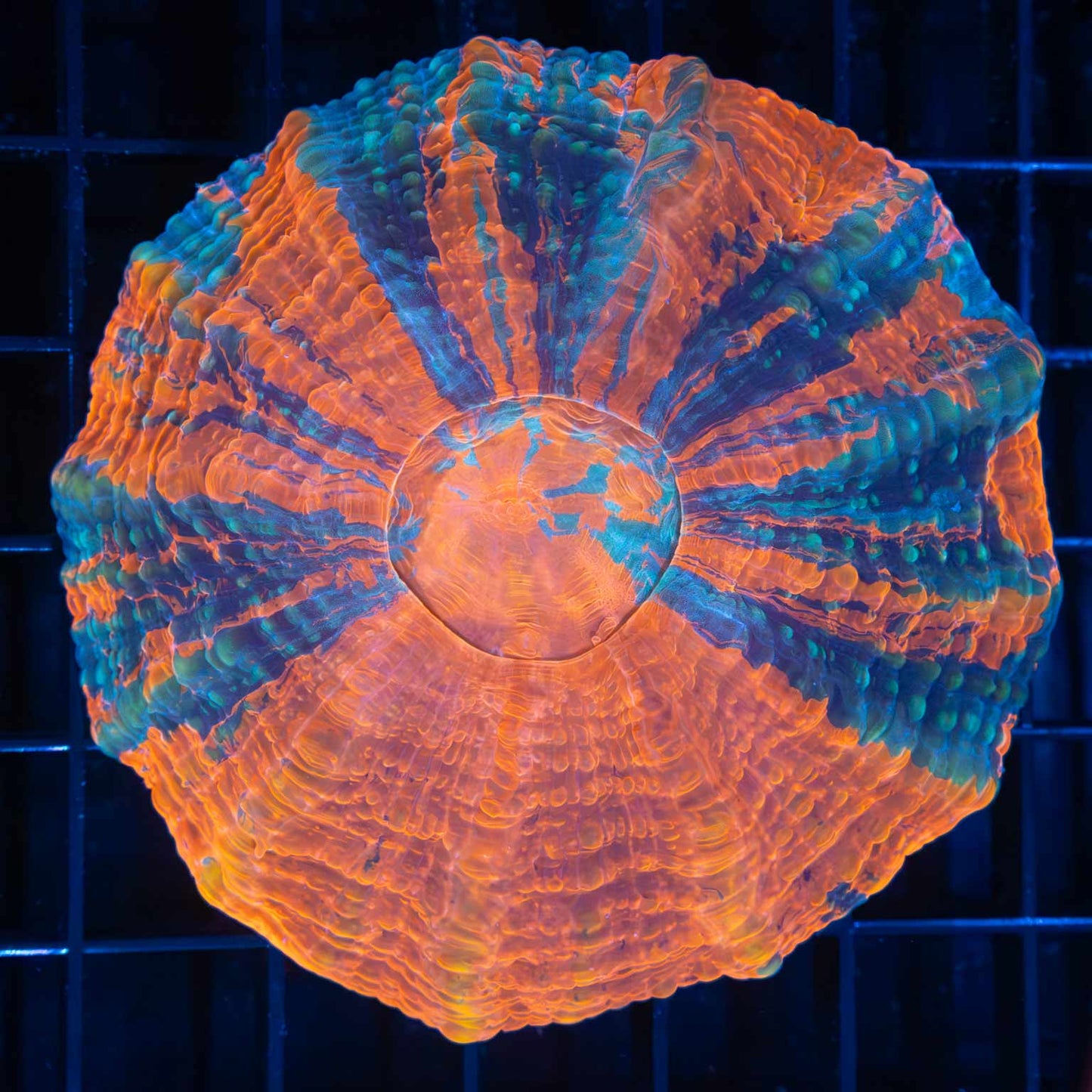 4 Color Acanthophyllia 3.25"