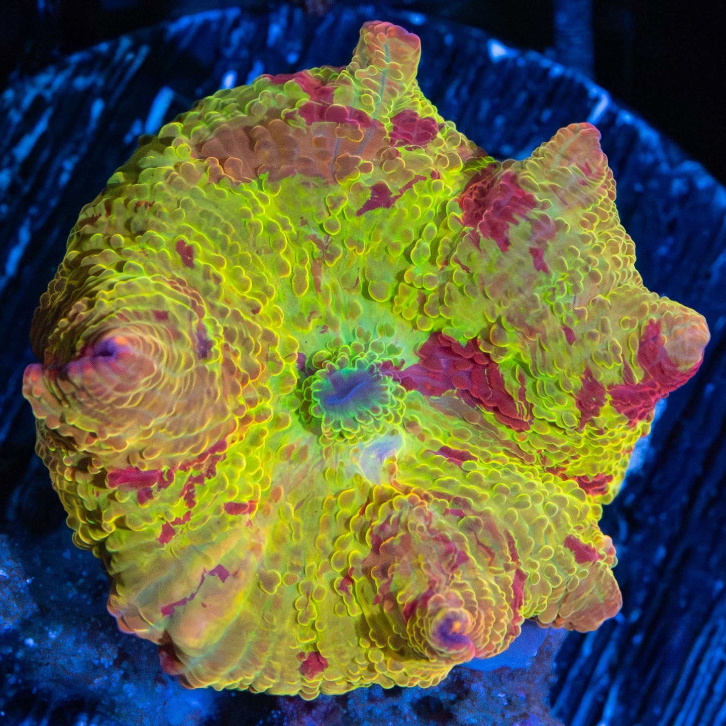 3 Color Eclectus Mushroom Coral
