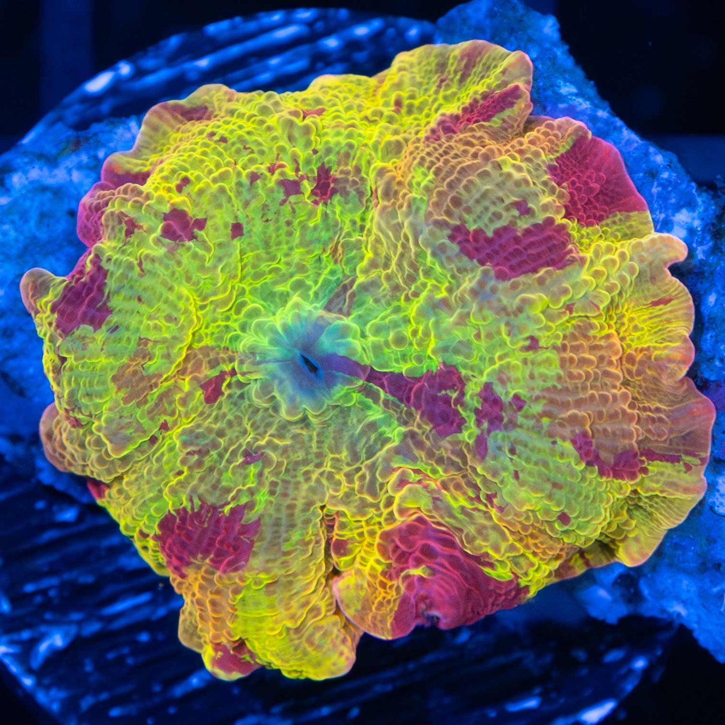 3 color eclectus mushroom