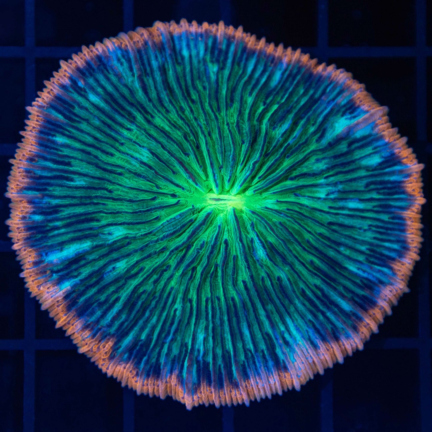 Neon Orange Rim Plate Coral 2.5"