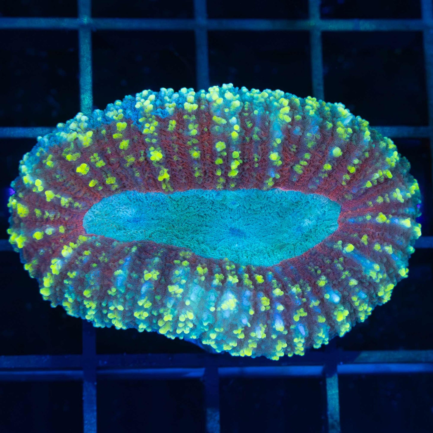 3 Color Bumpy Lobophyllia
