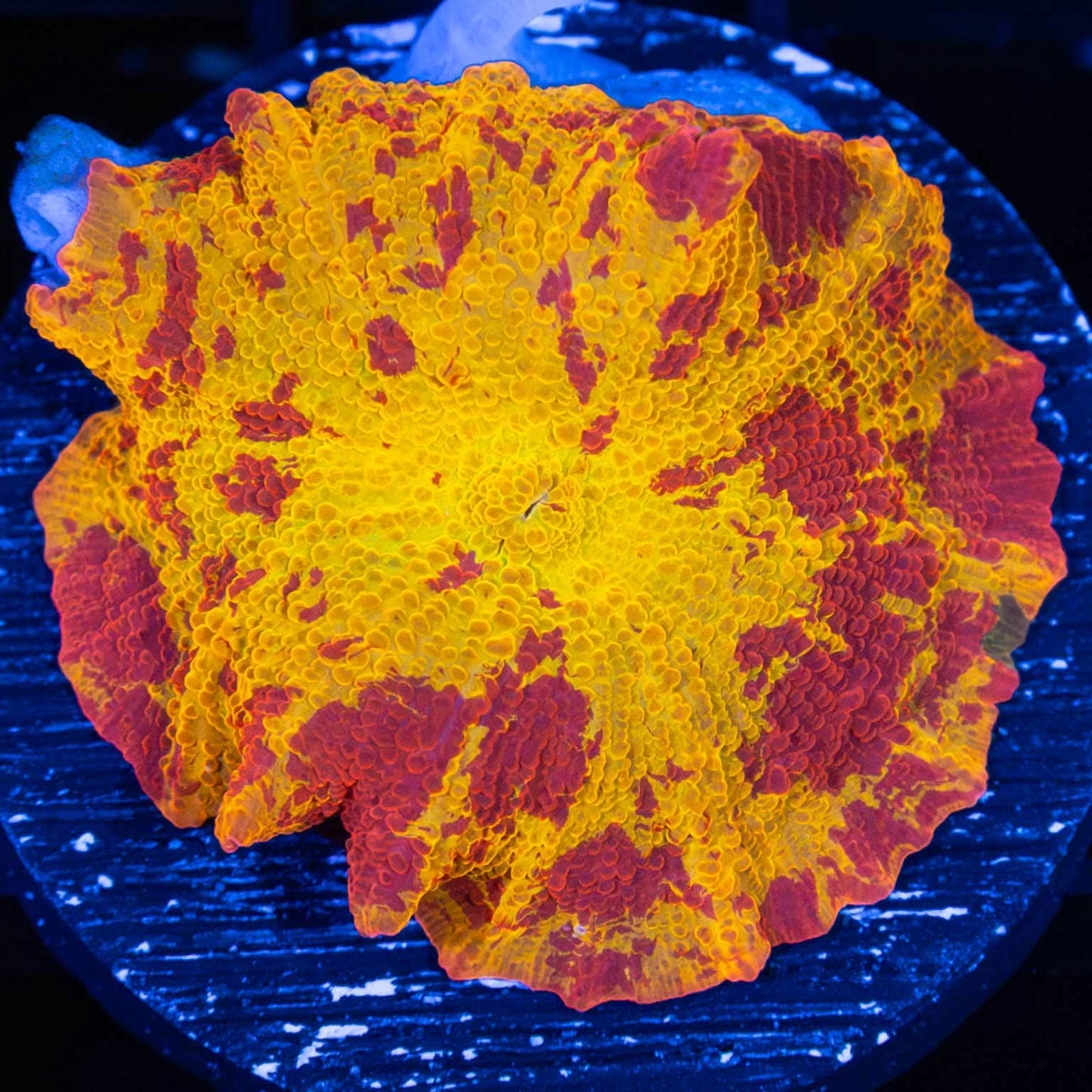 Large 3 Color Eclectus Mushroom Coral