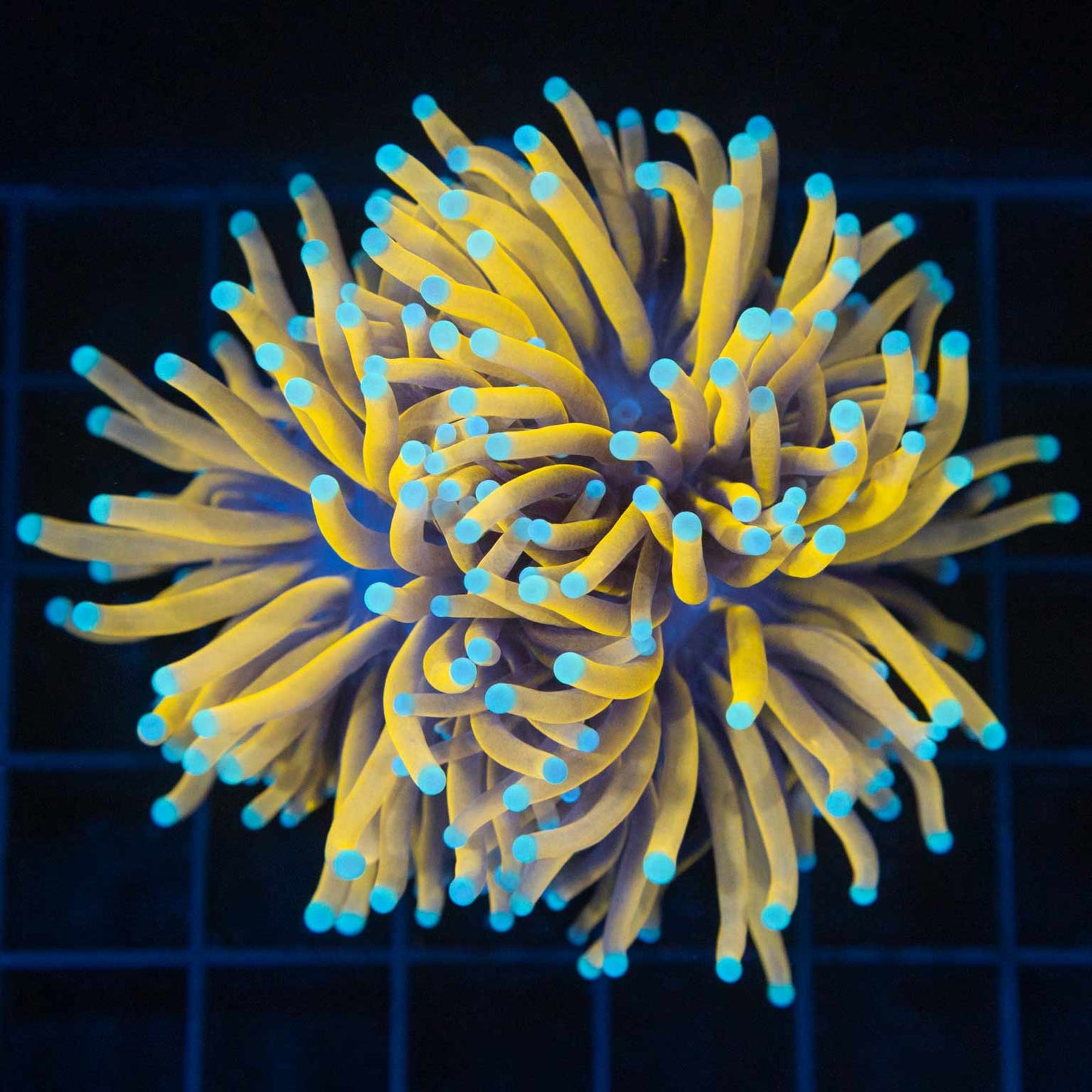 Light Blue Tip Ultra 24K Torch Coral Colony