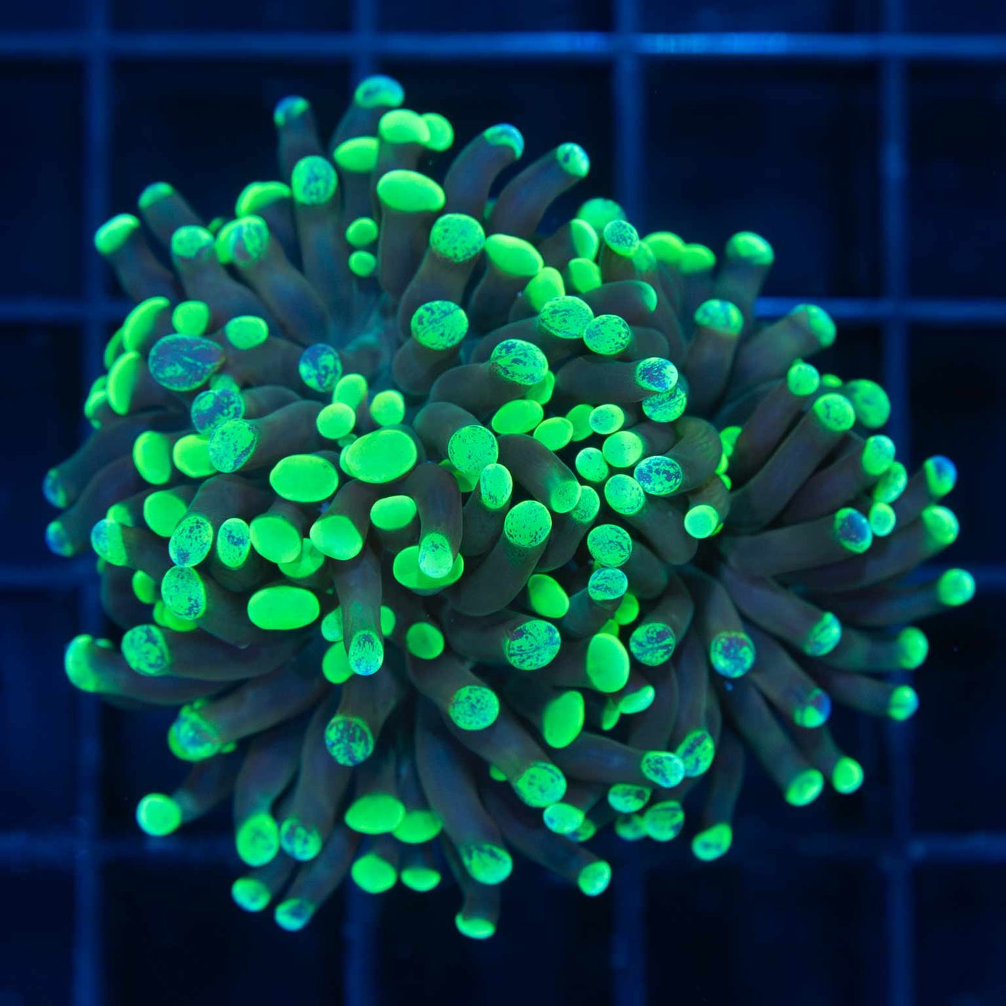 Splatter Branch Hammer Coral