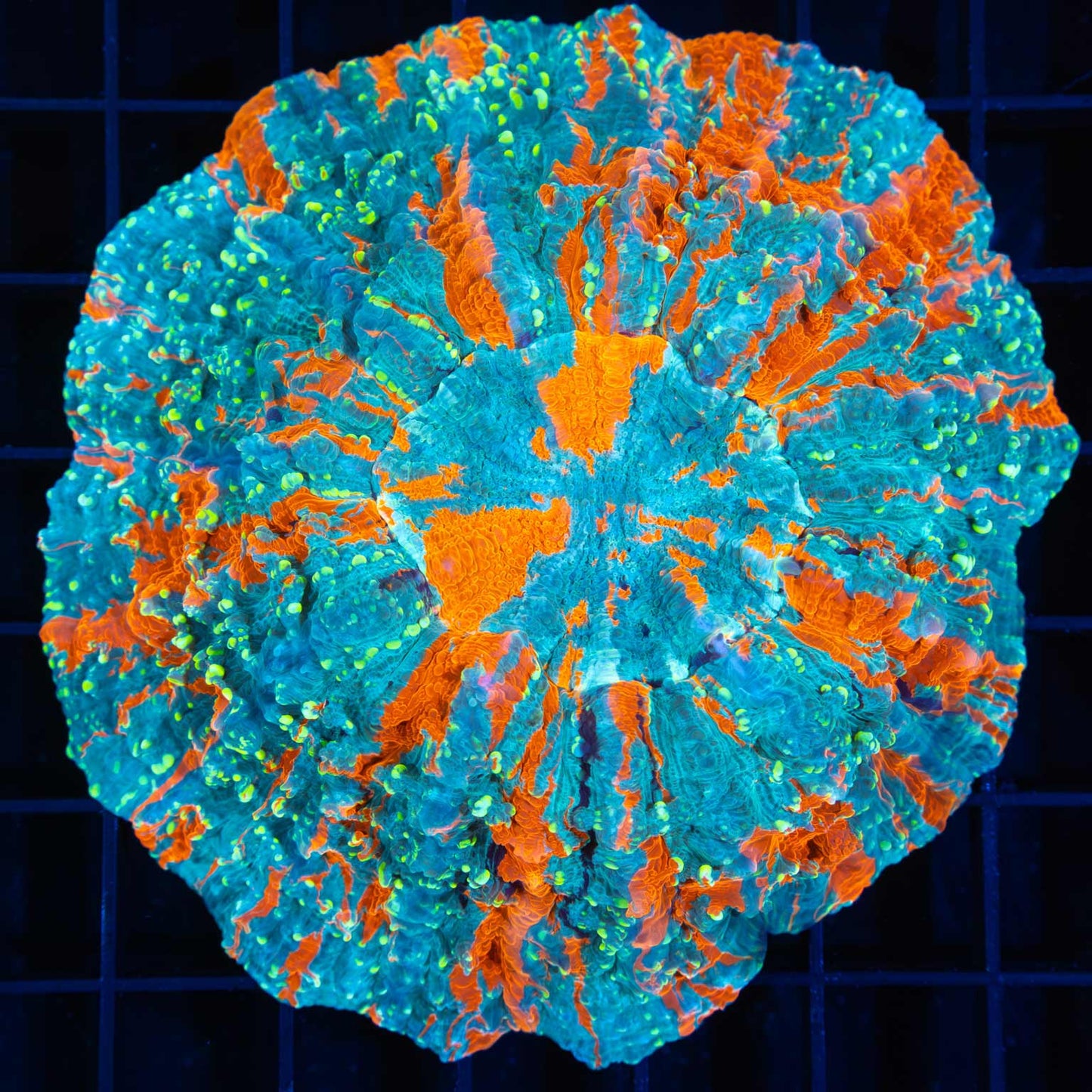 Title
Unique Highlighter Spot Acanthophyllia