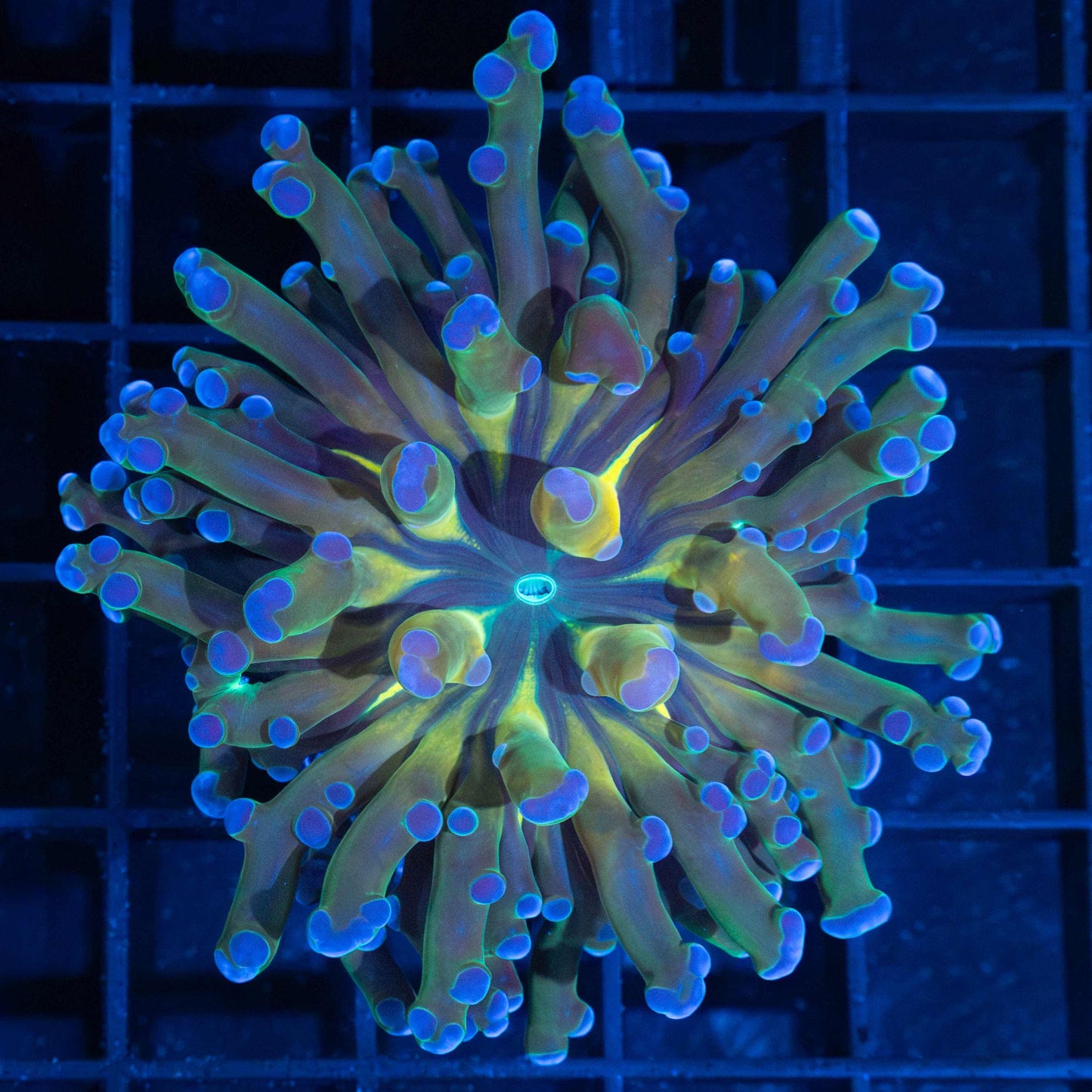 4 Color Branching Frogspawn