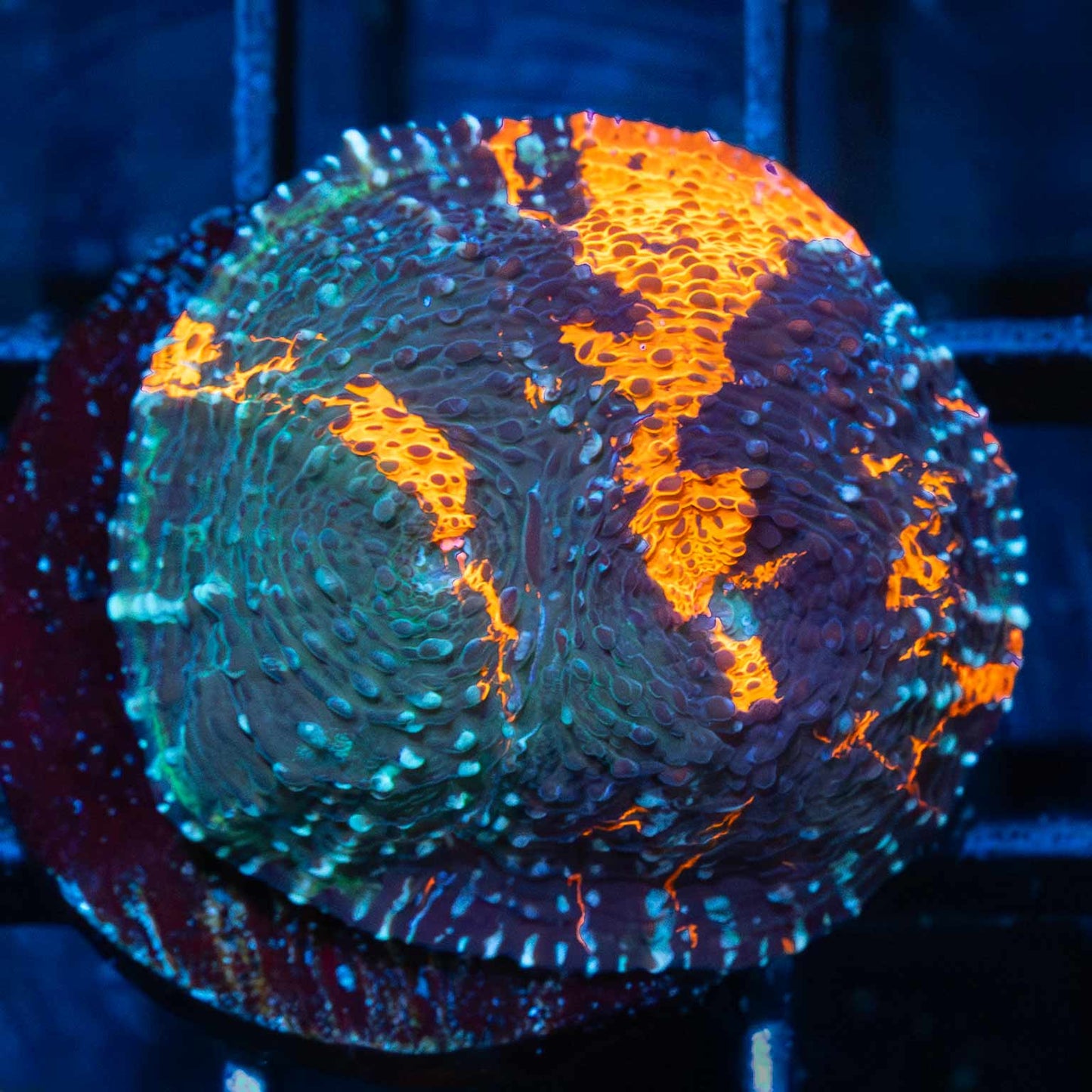 4 Color Goku Chalice (tank grown)