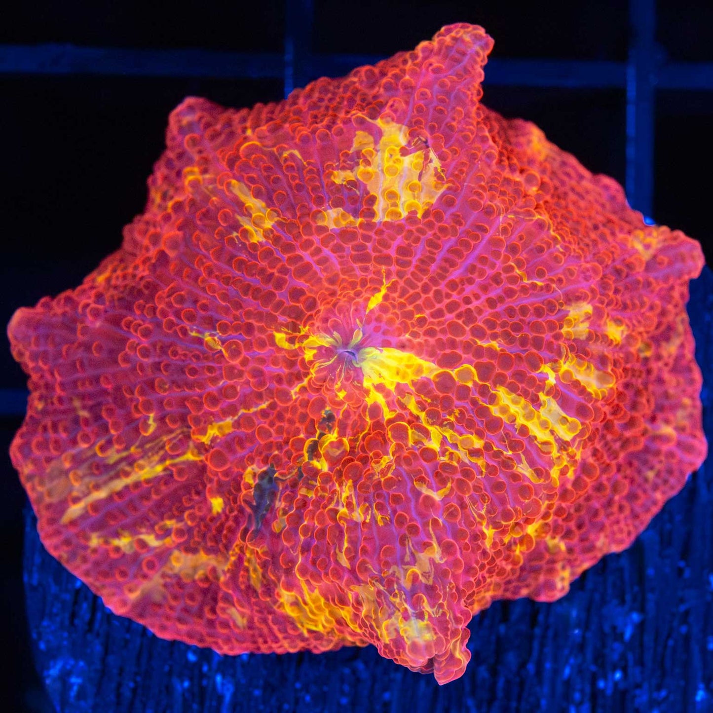 Large 4 Color Eclectus Mushroom Coral