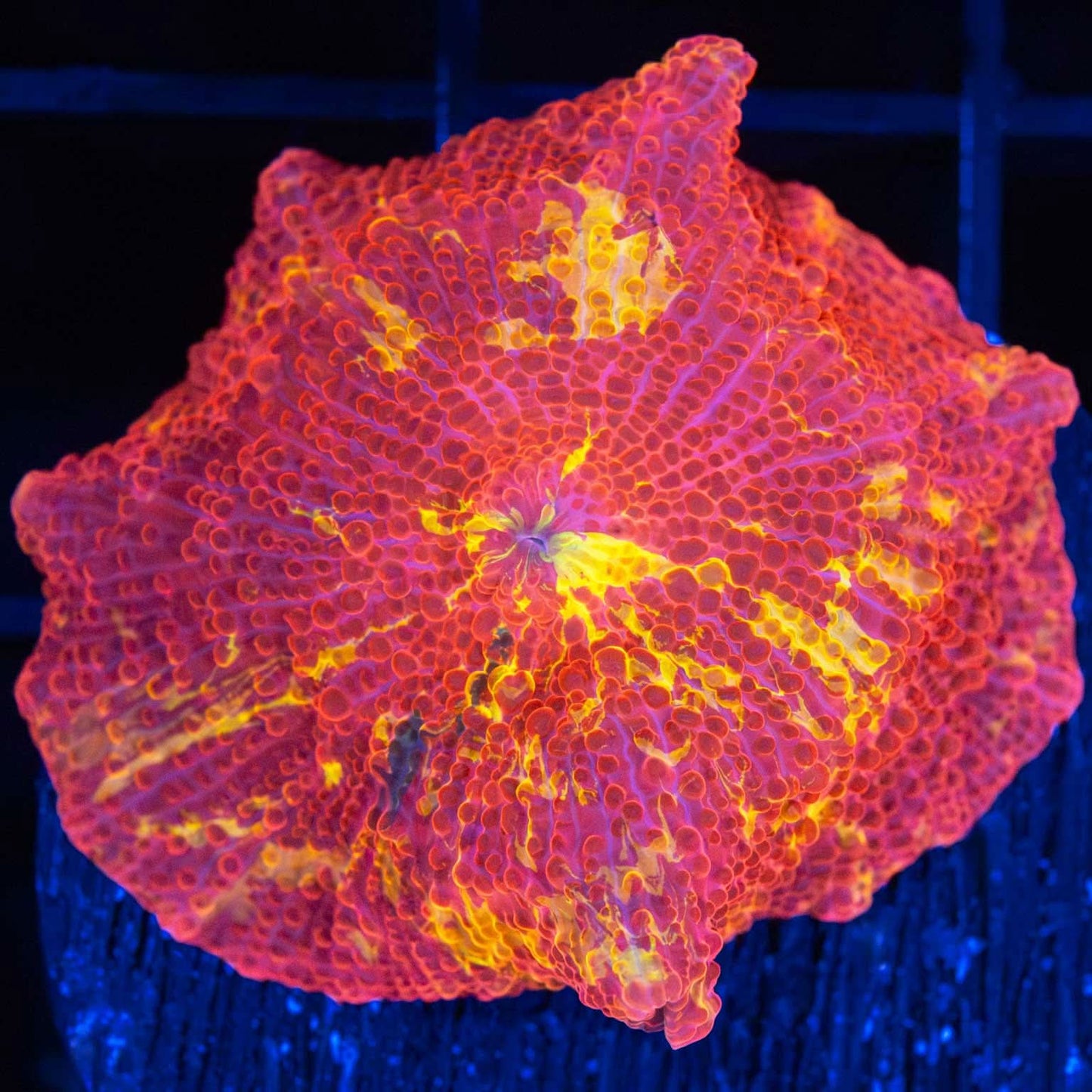 Large 4 Color Eclectus Mushroom Coral