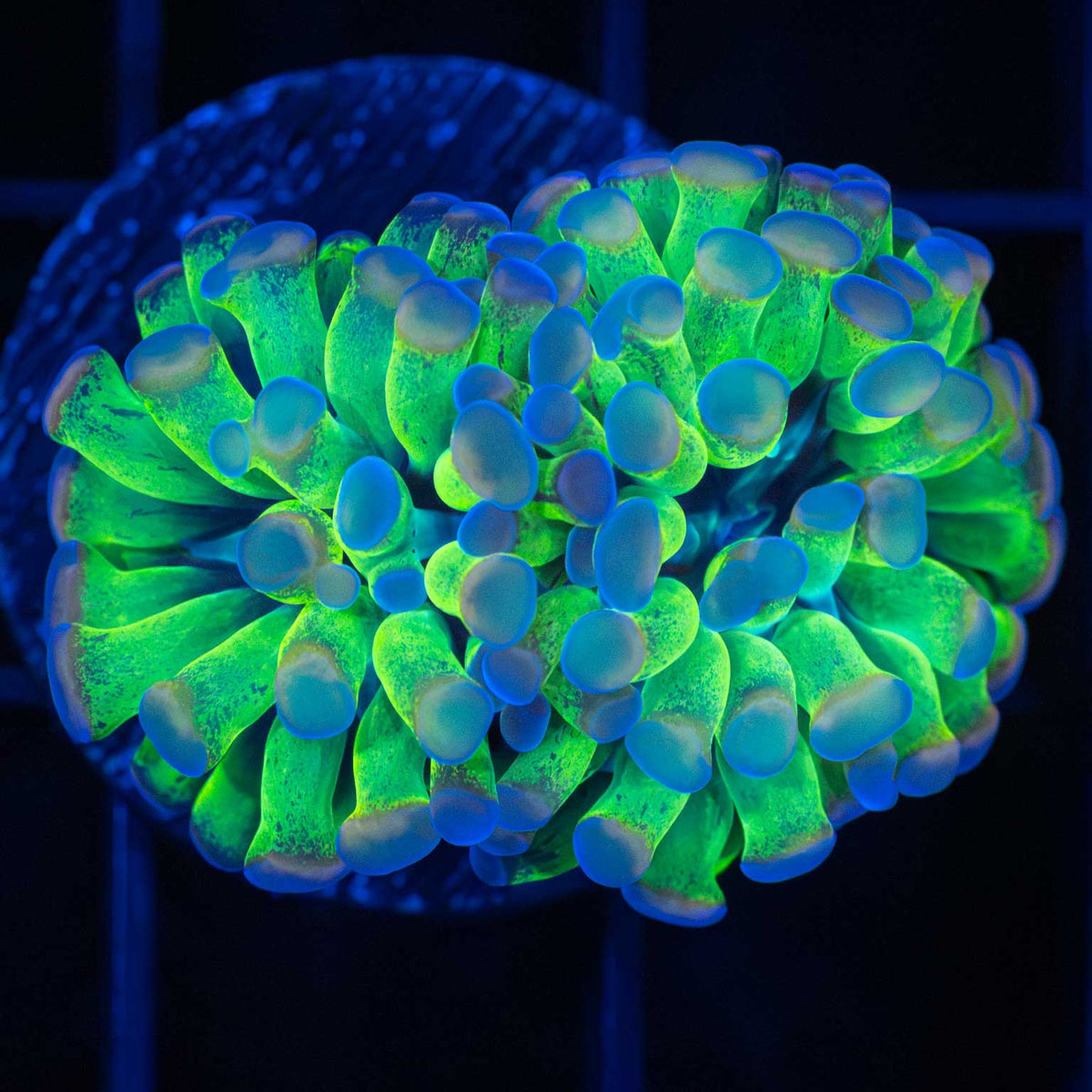 4th Dimension Hammer Coral