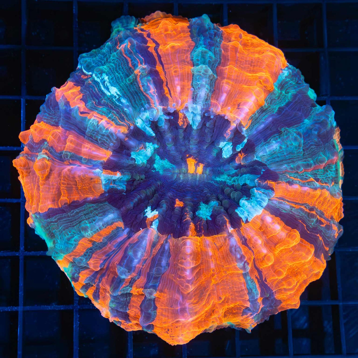 4 color nice acanthophyllia coral