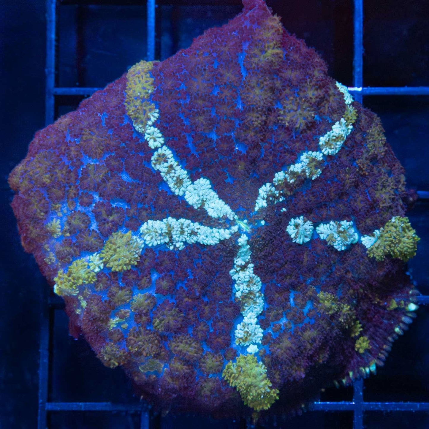 Large 4 Color Pincushion Mushroom Coral
