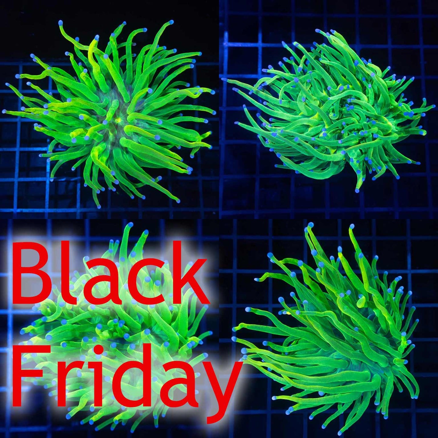 Holy Grail Torch Coral (Almost WYSIWYG)