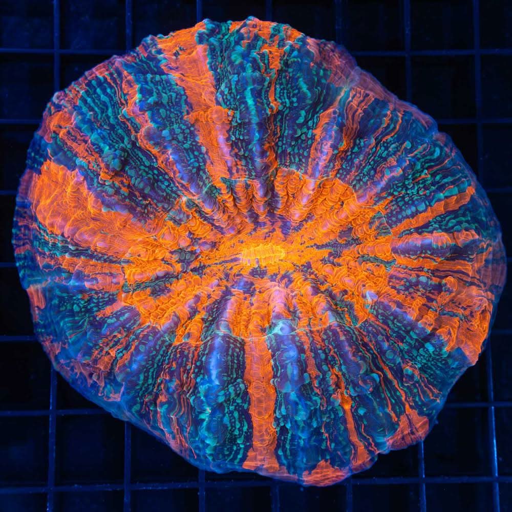 Frozen Volcano Acanthophyllia